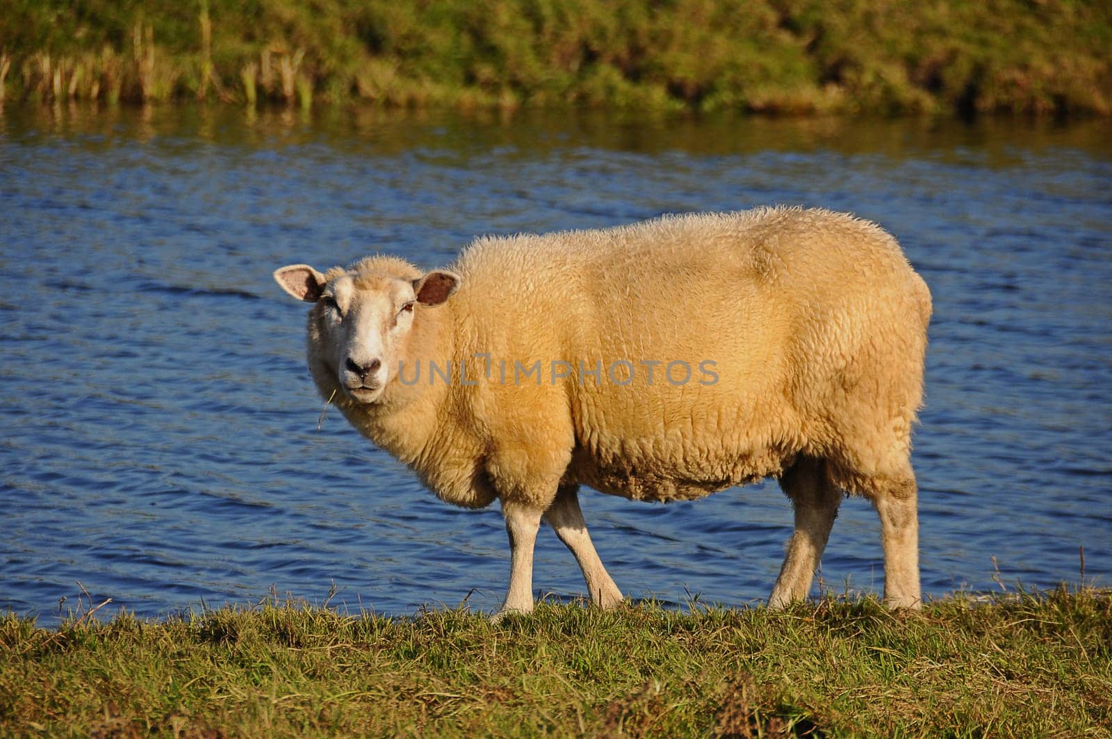 Sheep