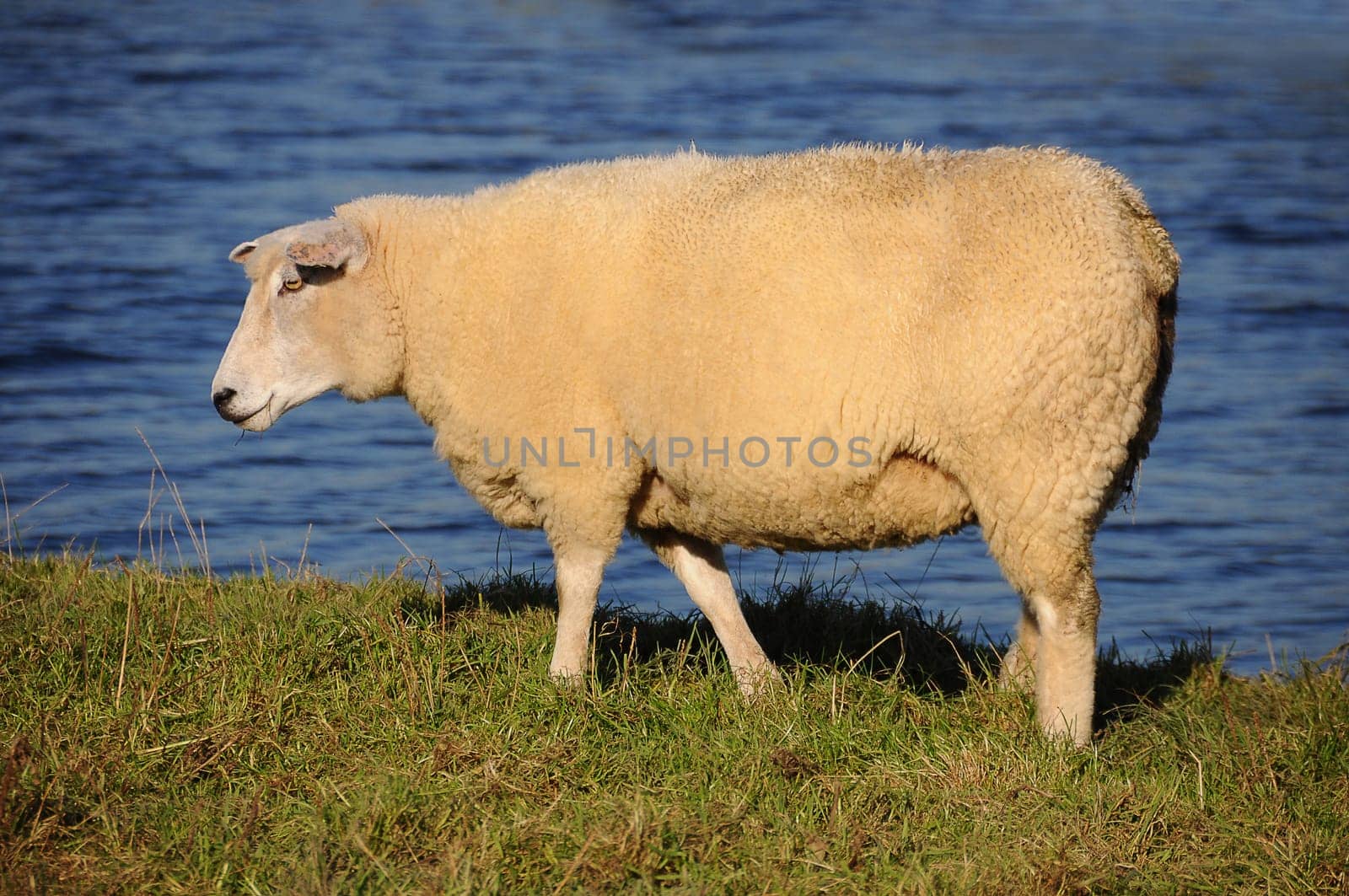 Sheep