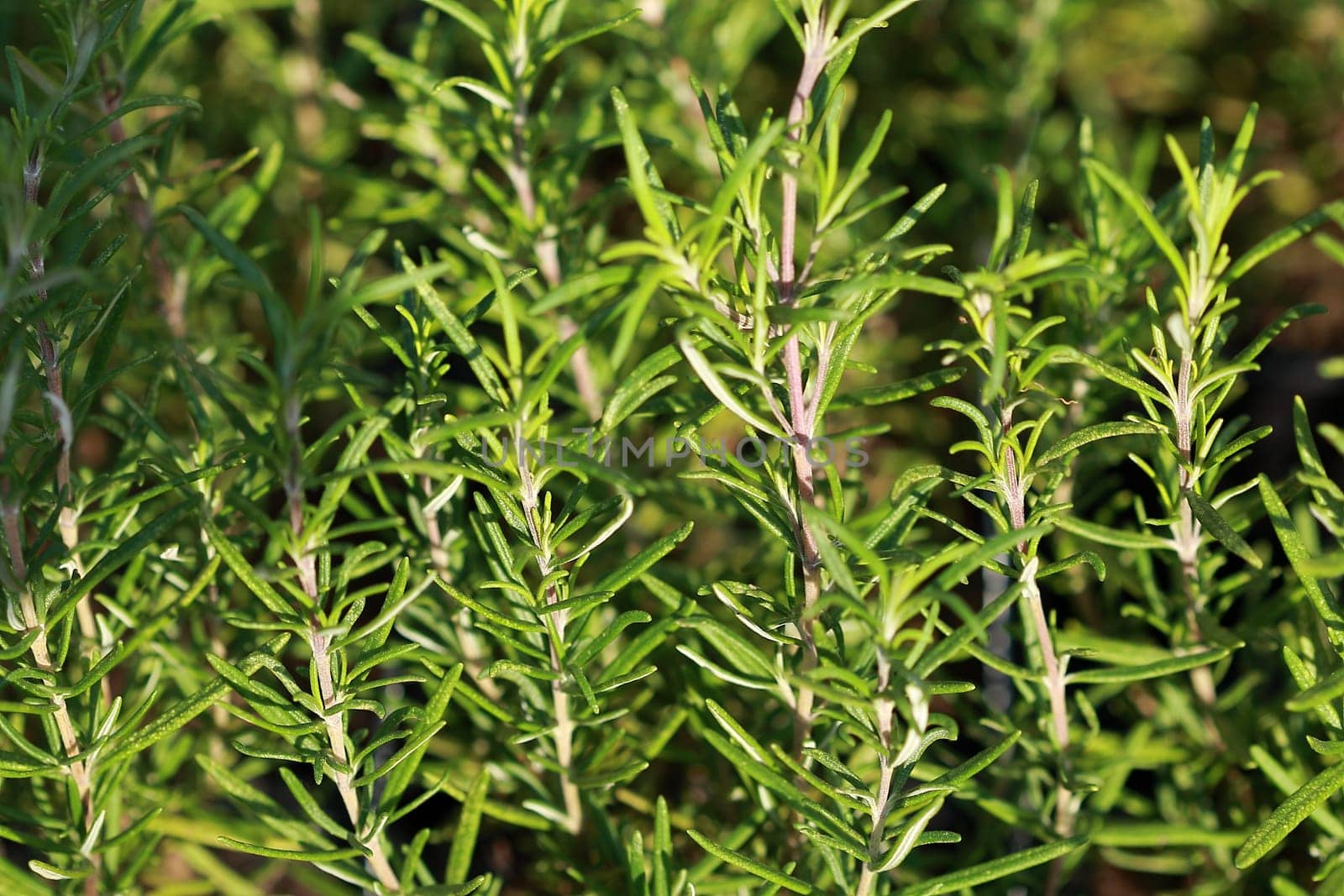 Rosemary