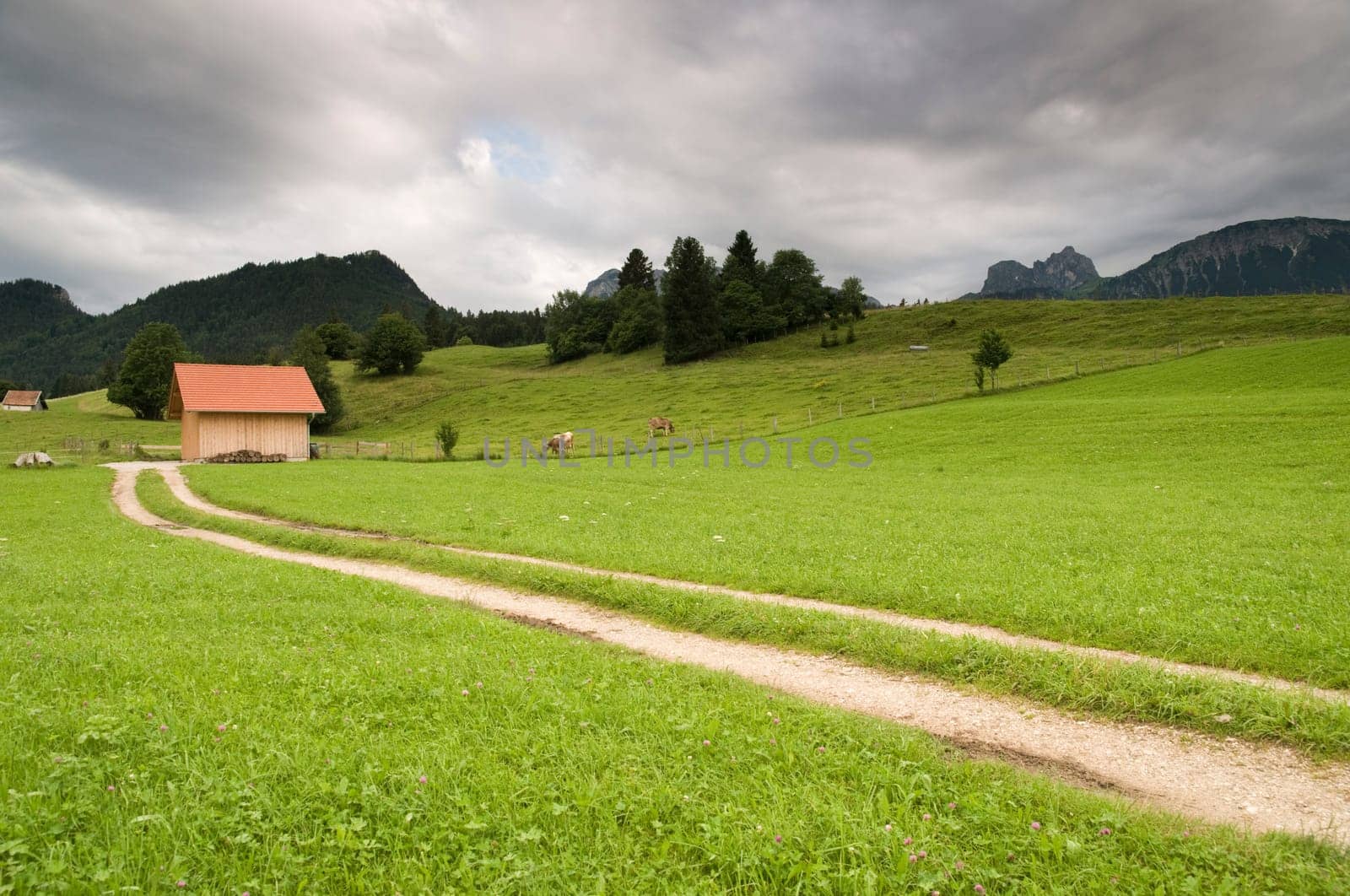 Gravel path in summery green pre-Alpine landscape (Ostallgäu) with isolated small wooden stables under overcast skies