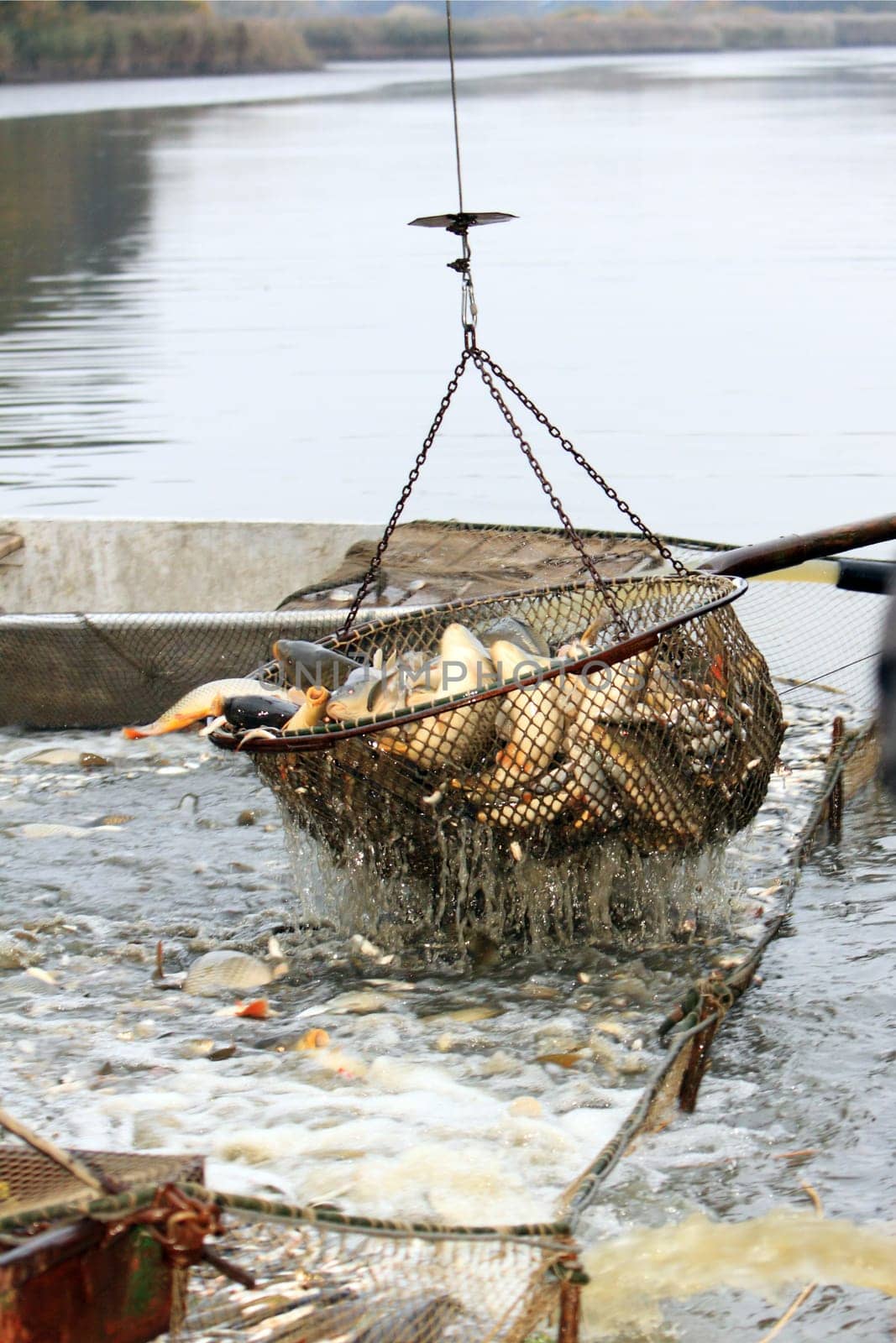 Autumn harvest of carps from fishpond to christmas markets in Czech republic. In Central Europe fish is a traditional part of a Christmas Eve dinner.