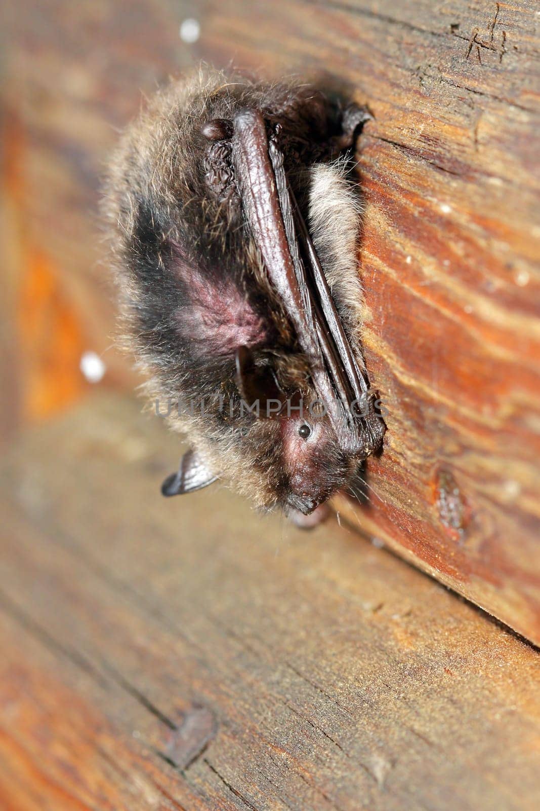 rusty bat living in Europe