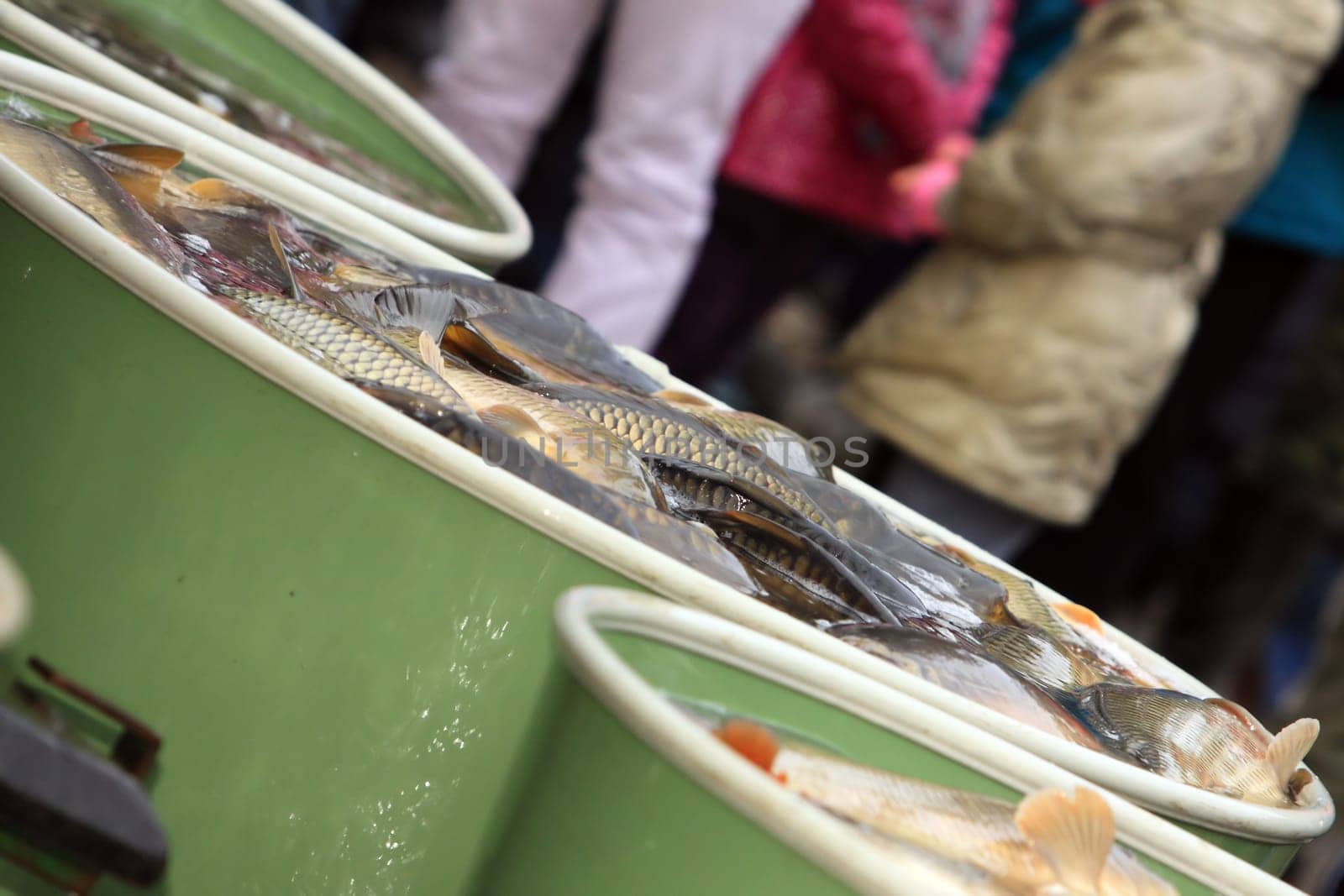 Autumn harvest of carps from fishpond to christmas markets in Czech republic. In Central Europe fish is a traditional part of a Christmas Eve dinner.