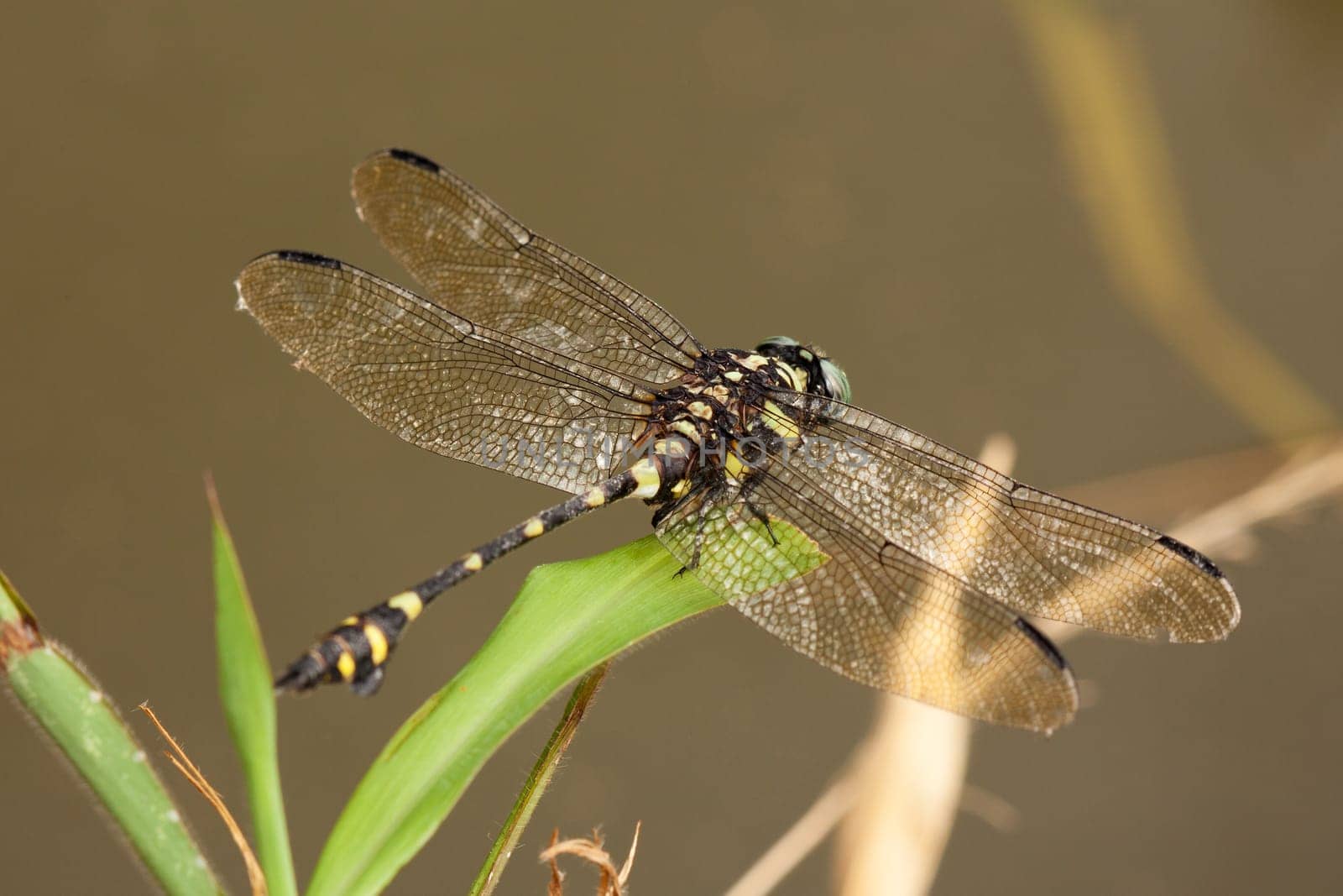 Dragonfly,close-up of insect in the wild