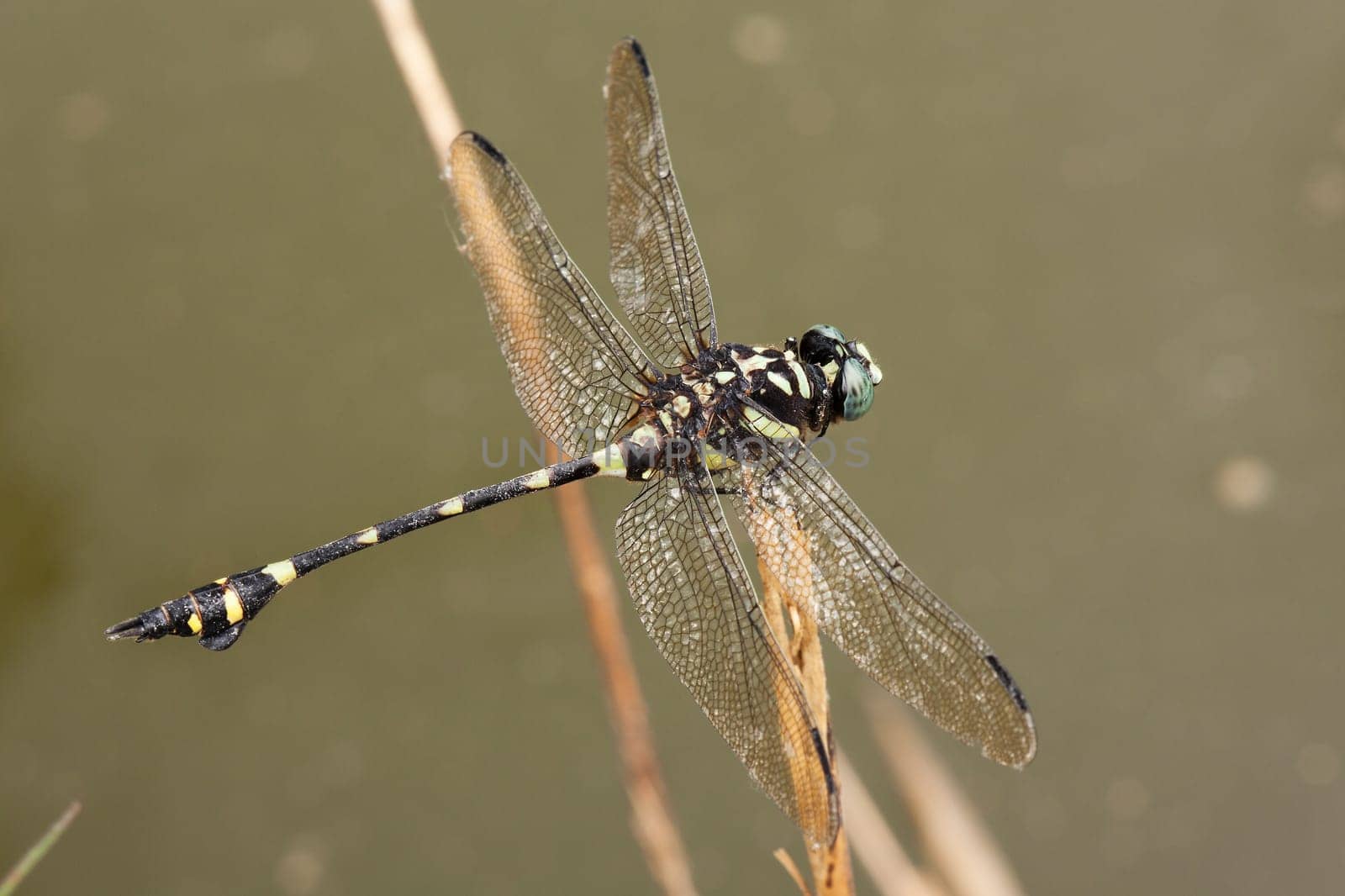 Dragonfly,close-up of insect in the wild