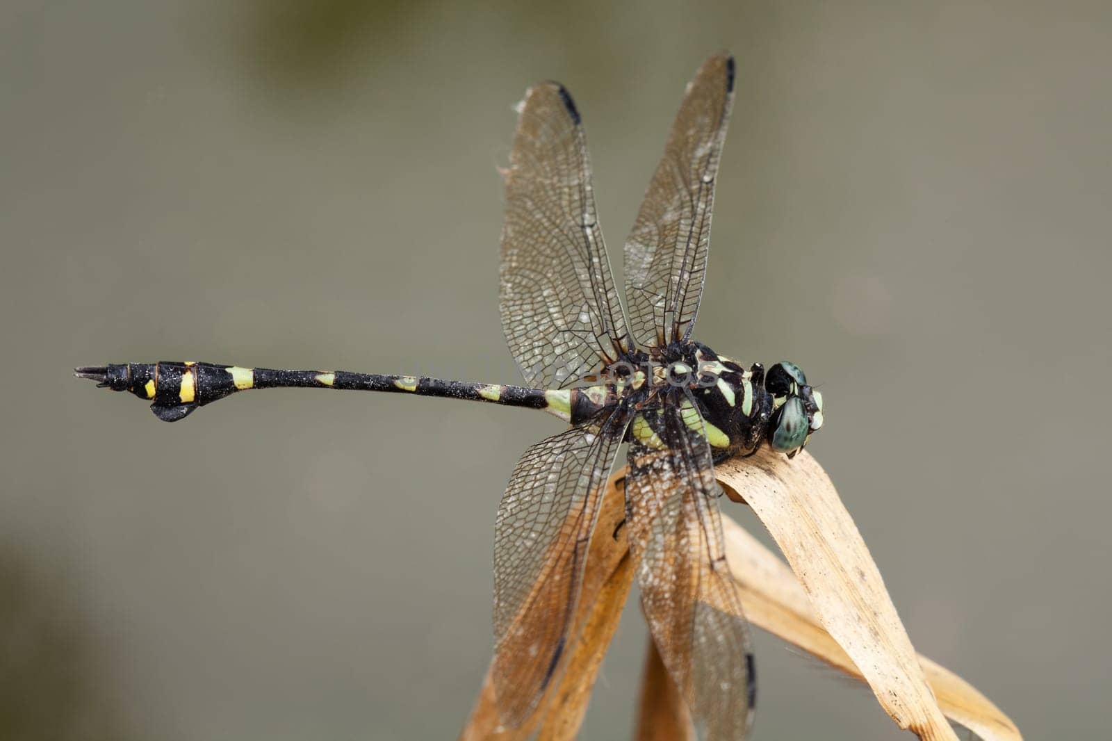 Dragonfly,close-up of insect in the wild