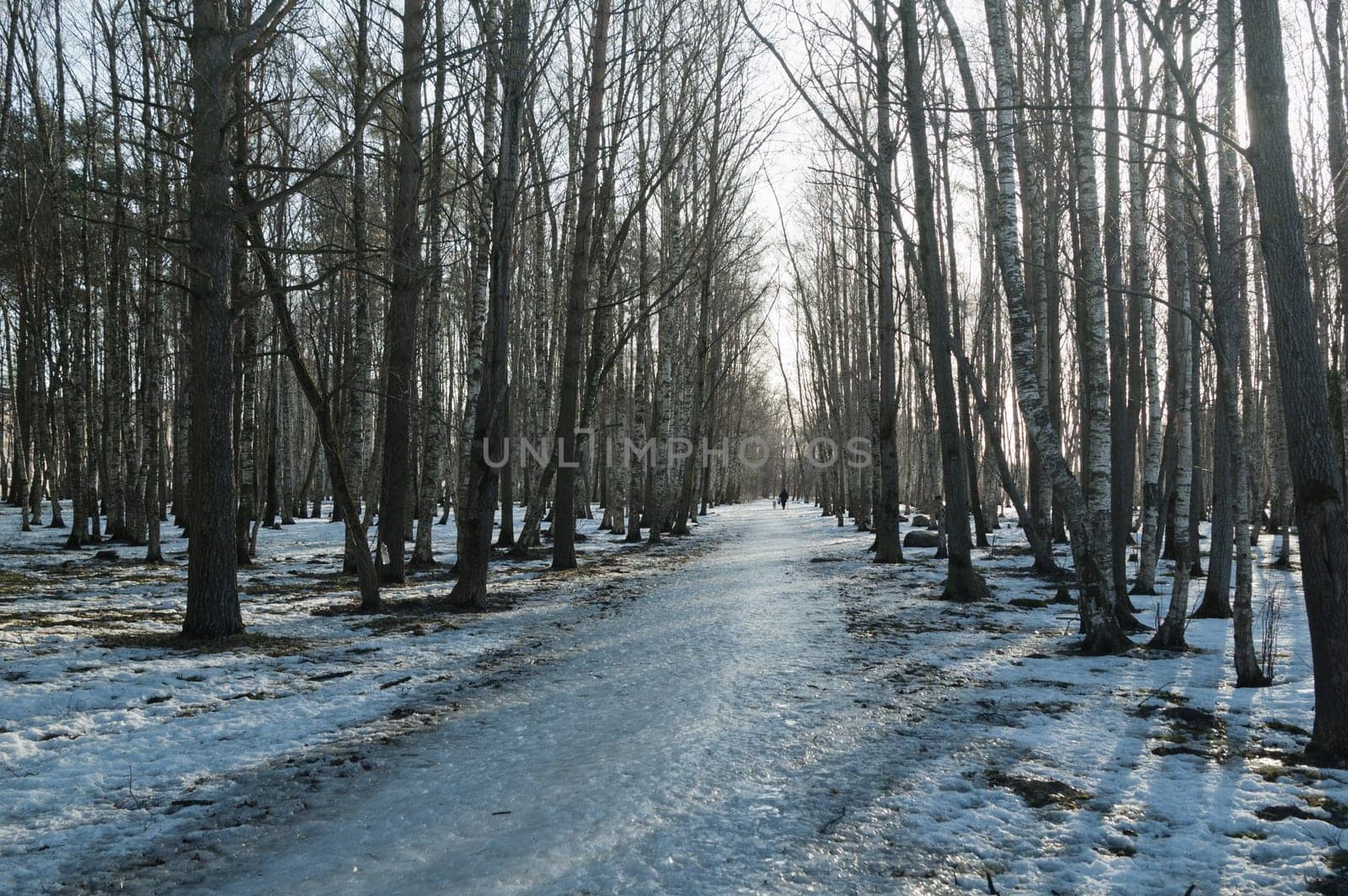 Spring landscape in a birchwood