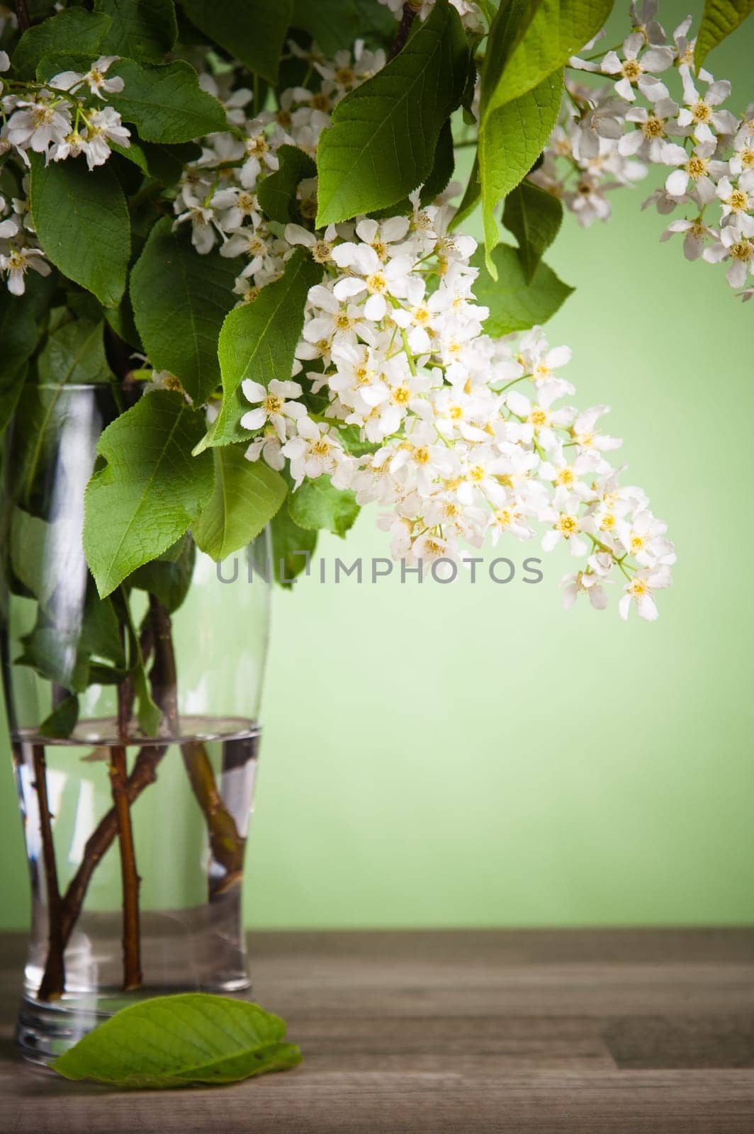 Bouquet of a blossoming bird cherry in a vase on a table