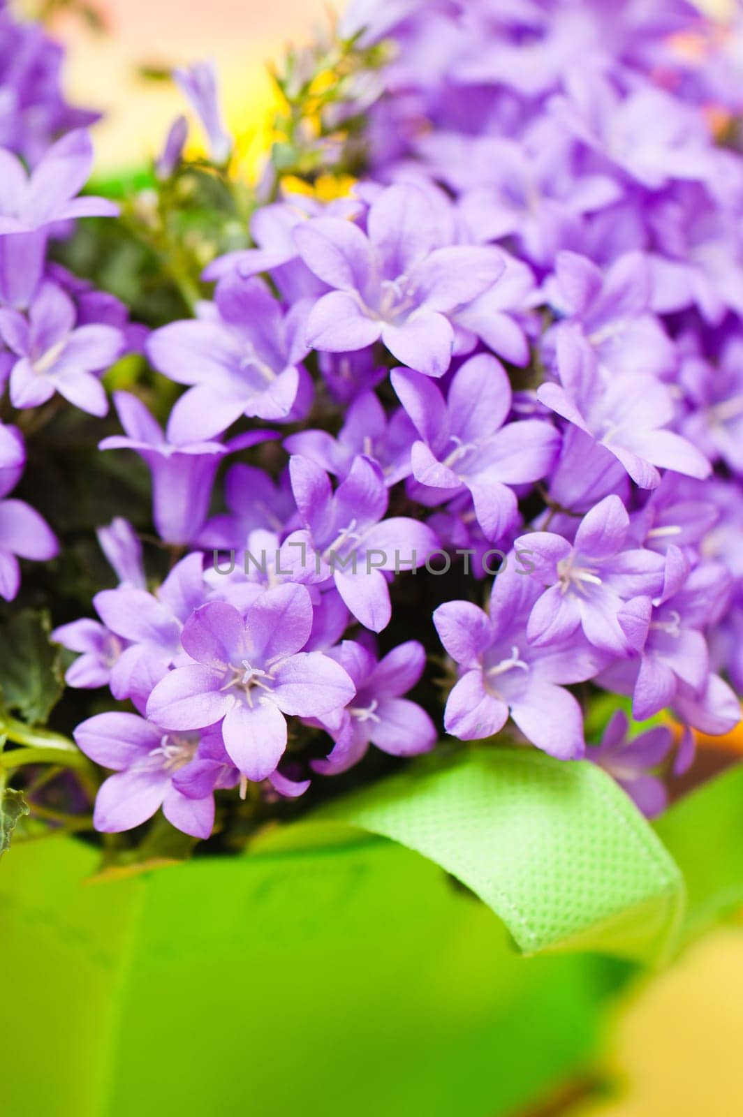 campanula blue a close up