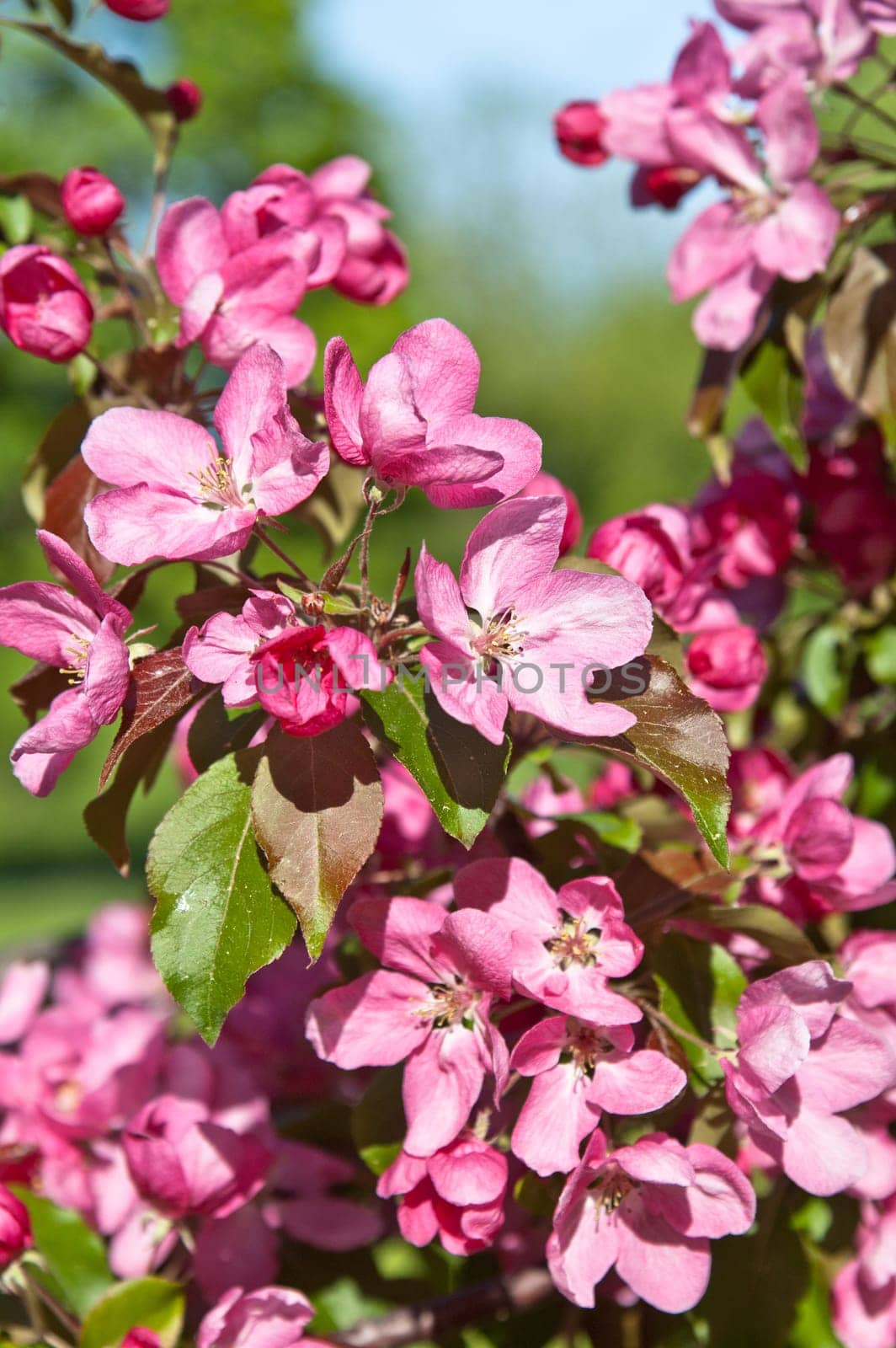 Magnolia blossoming in park, close up