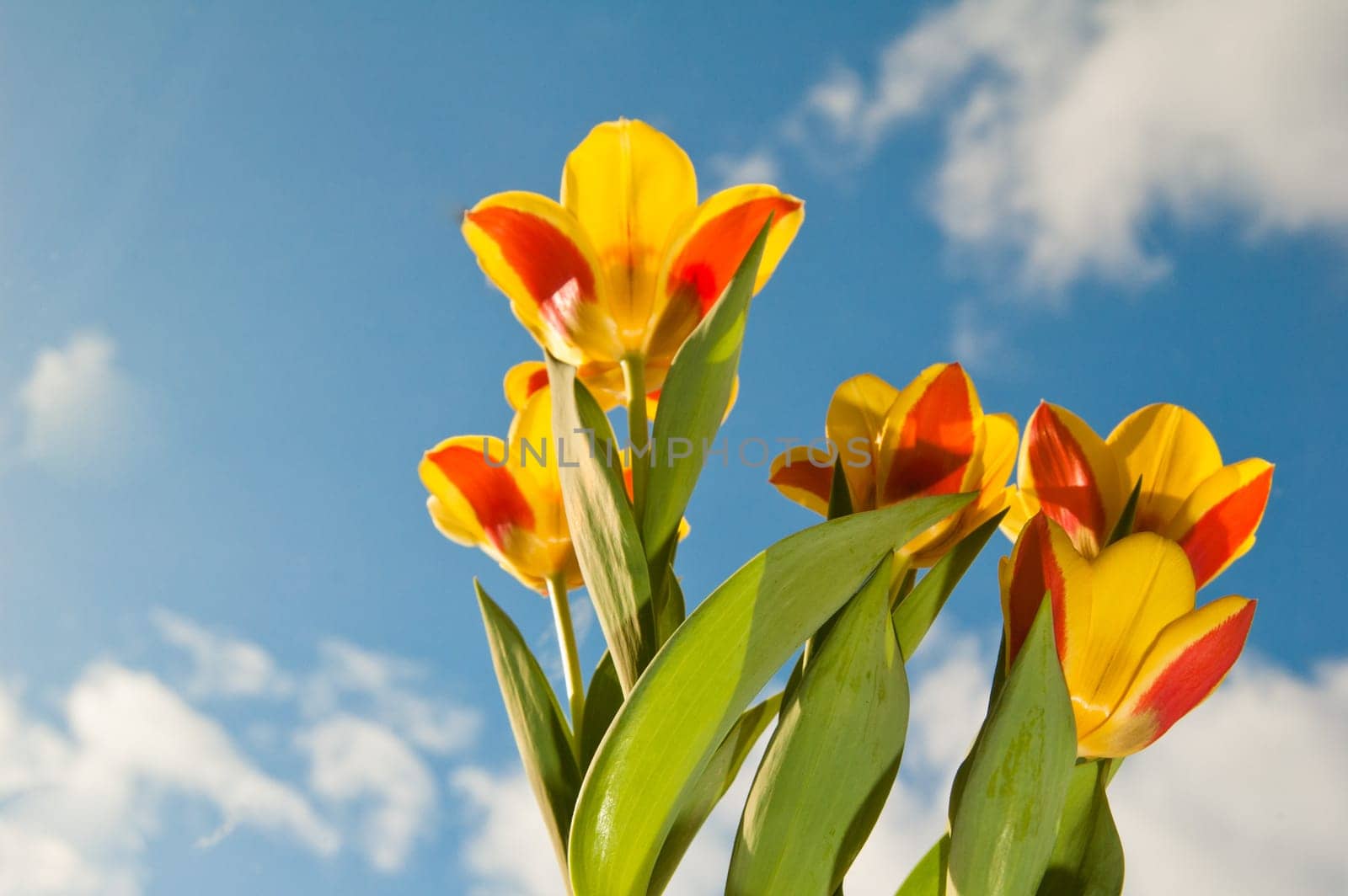 Red-yellow tulips on a background of the blue sky
