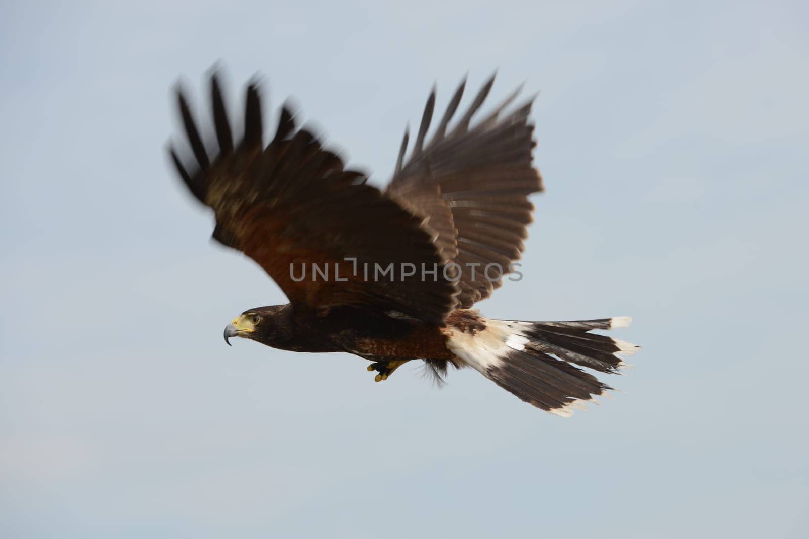 Harris Hawk (bird of prey) flying with blue background.