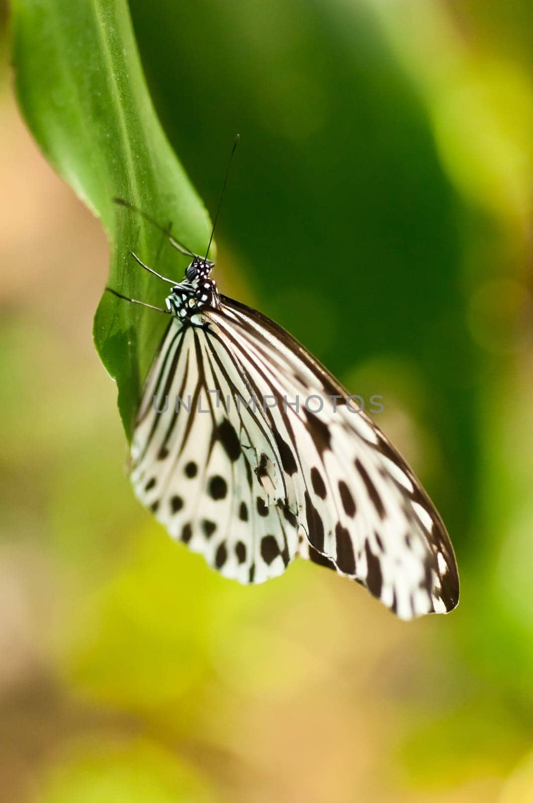 A common tree nymph or idea stolli close up on a green leaf