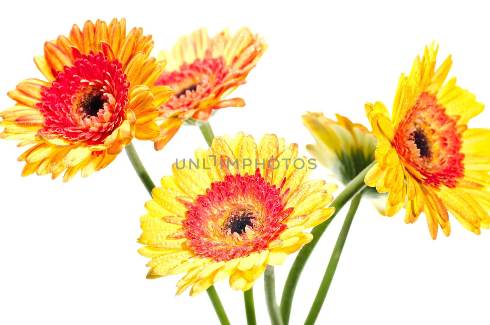 Five orange yellow gerbera flower over white