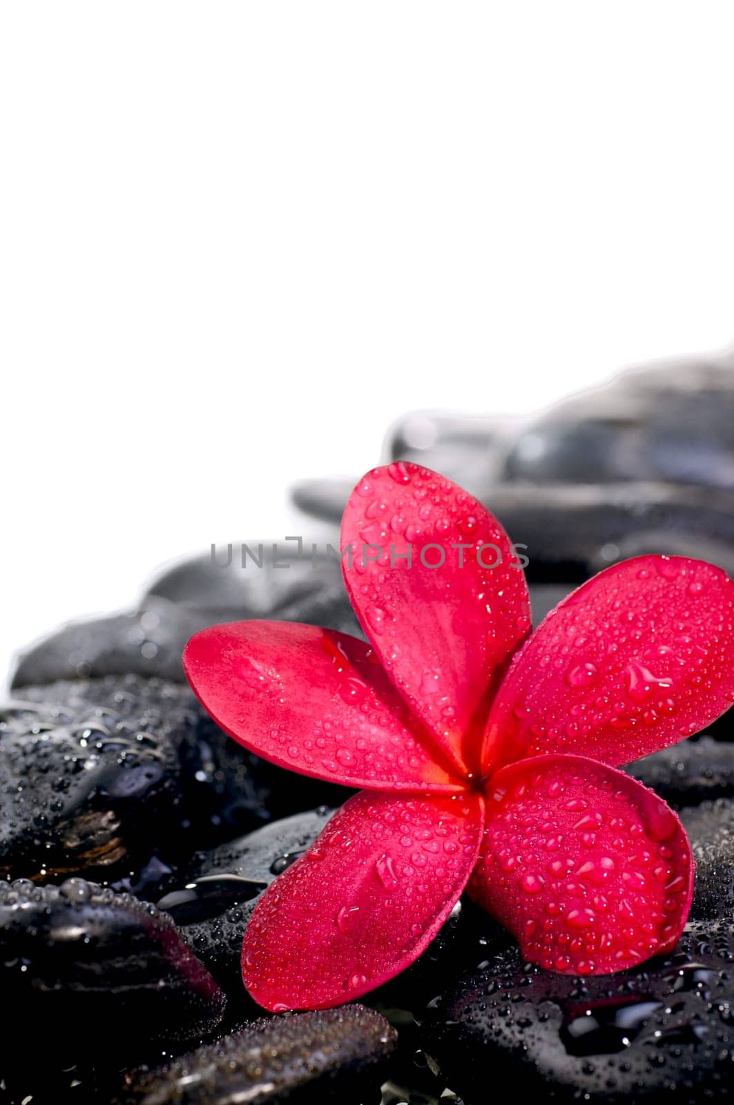 Red plumeria flower on black zen stones extreme close up