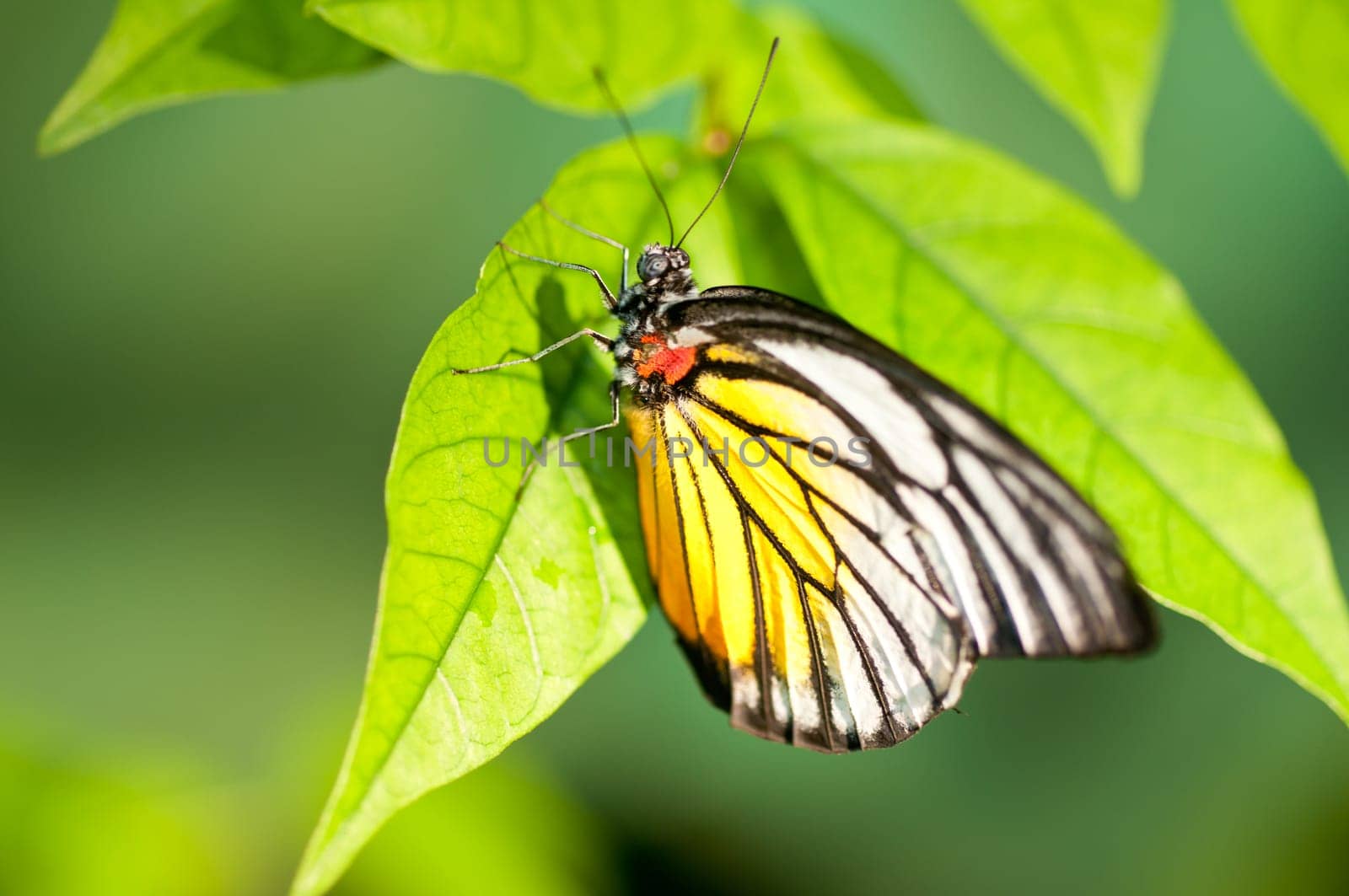Red spot sawtooth or known as Prioneris philonome themana butterfly close up
