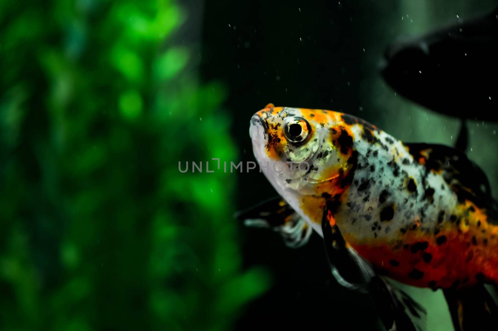 Japanese koi close up