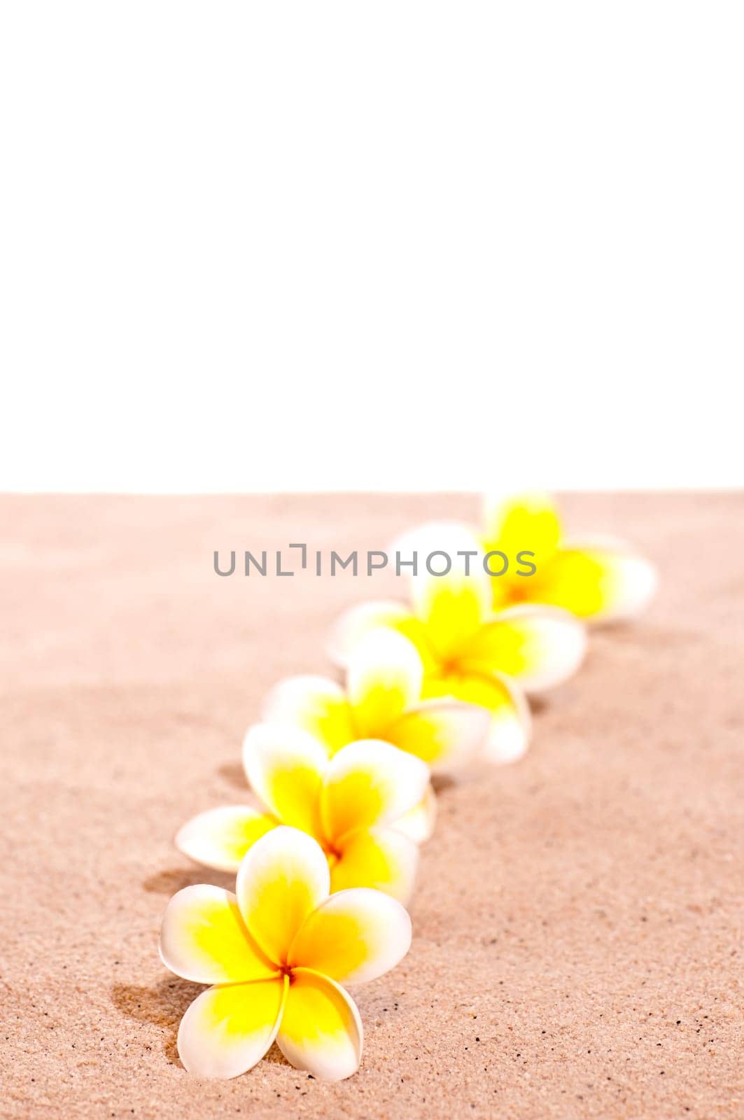 A row of yellow frangipani on sand