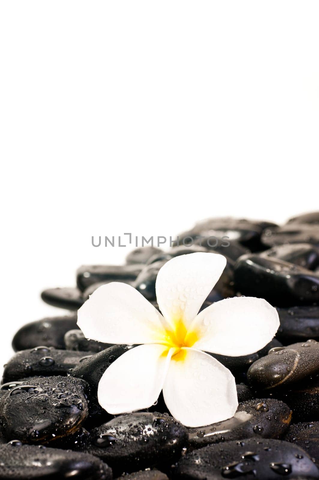 White Plumeria flower on black zen stones with water drops