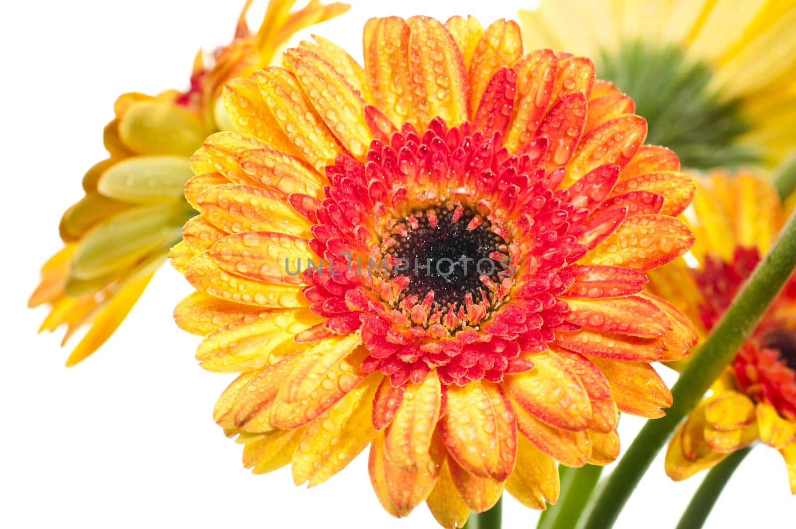 Orange yellow gerbera flower extreme close up over white