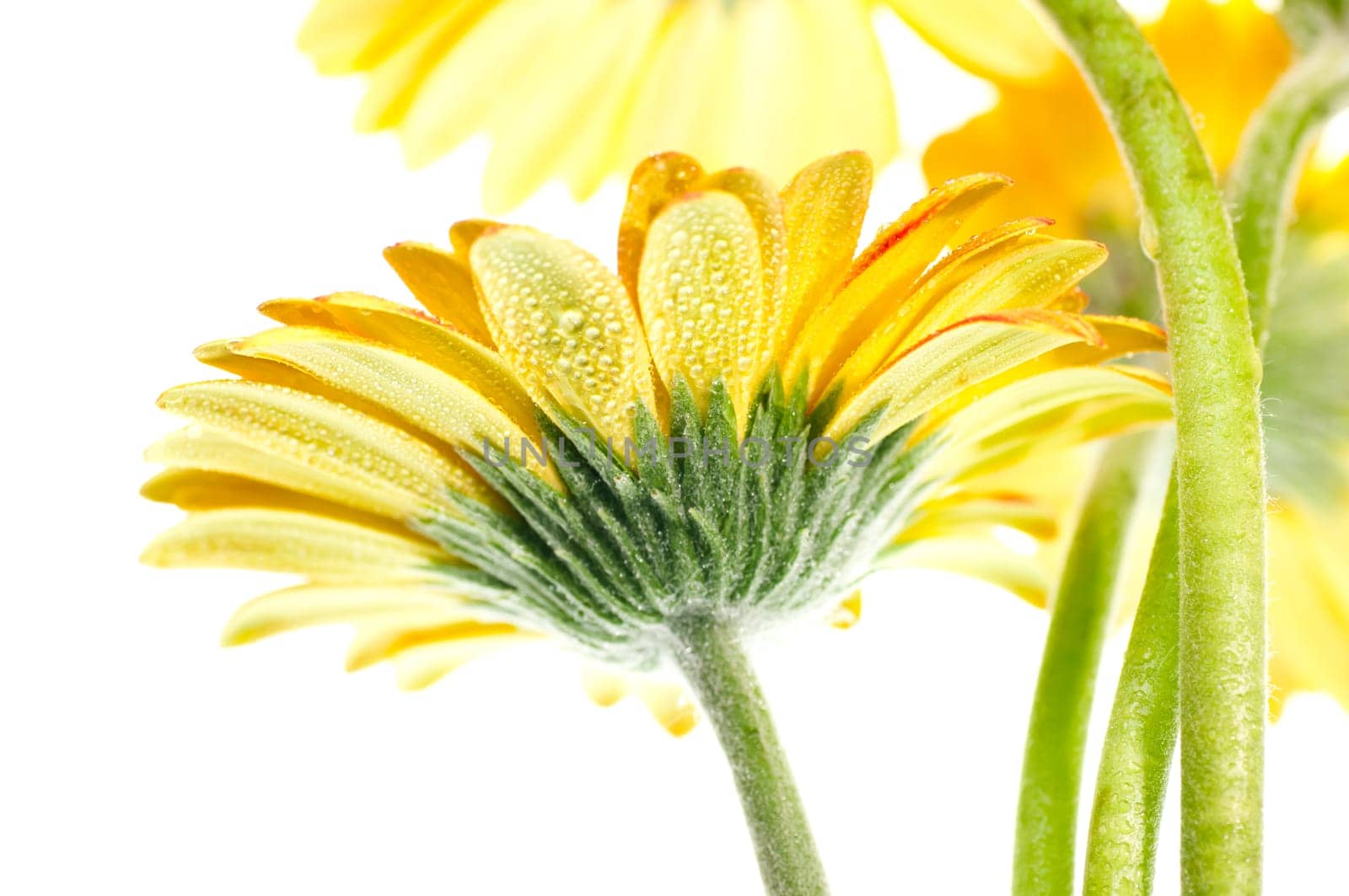 Yellow gerbera flower extreme close up over white