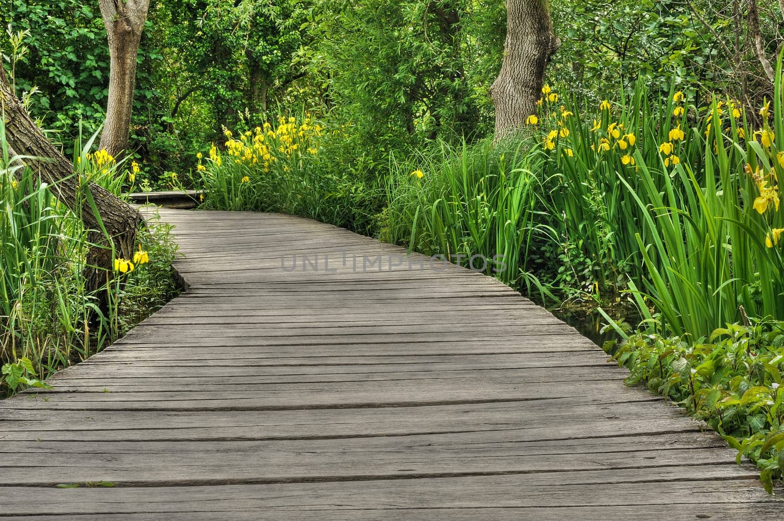 Footbridge in Krka National Park, Croatia