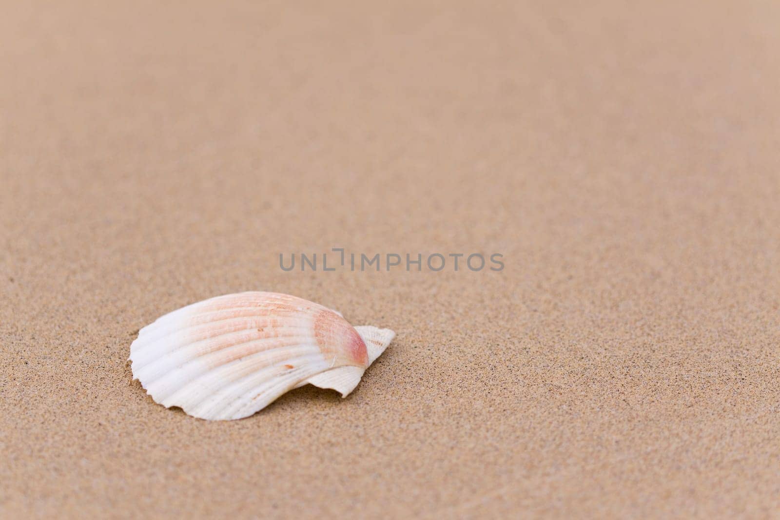 Focus on the small seashell at the beach
