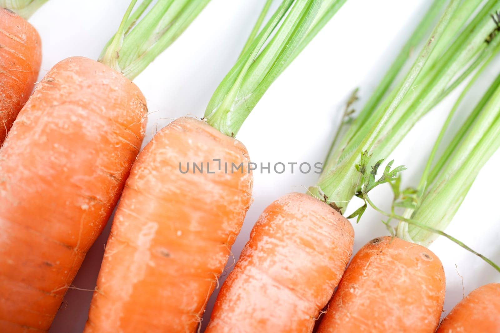Group of freshly picked carrots with stems