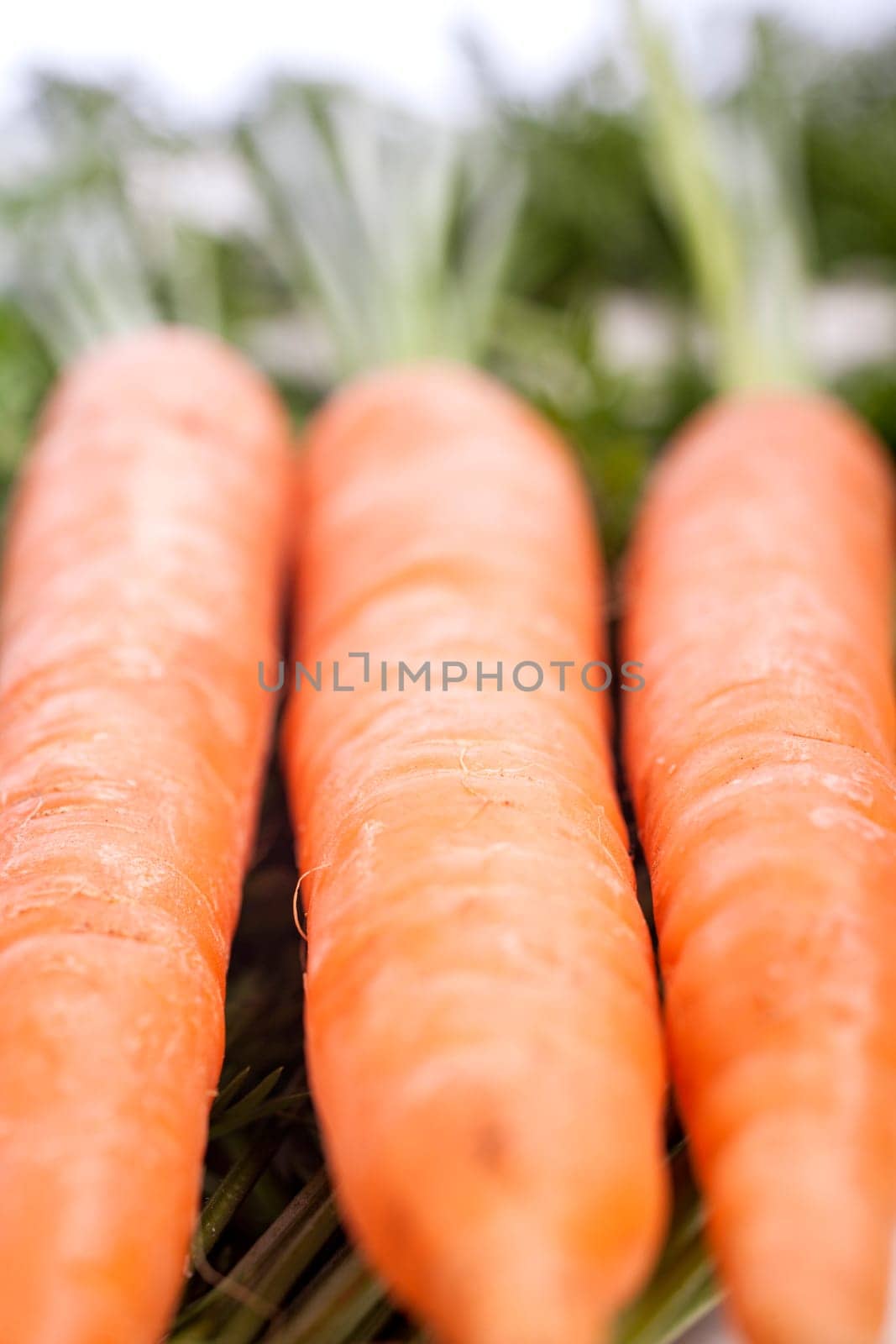 Group of freshly picked carrots with stems