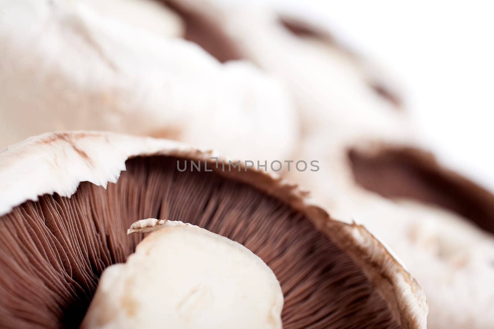 Freshly picked mushrooms