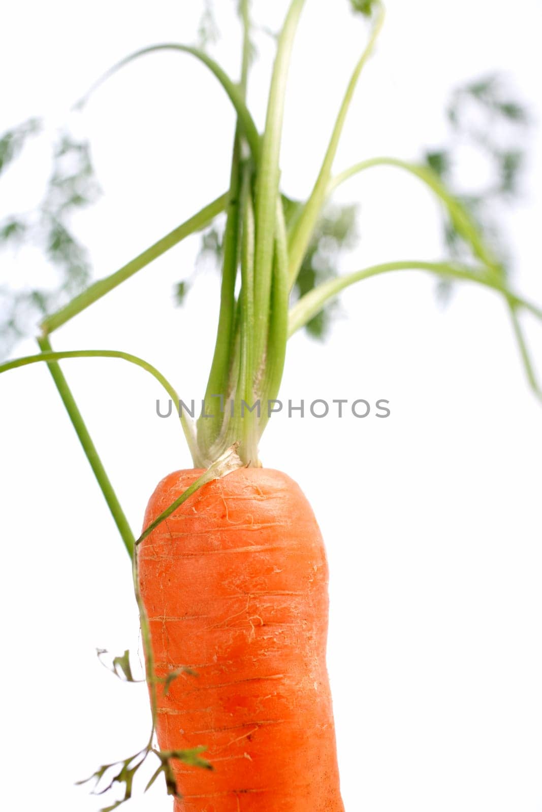 Fresh carrot on an isolated background