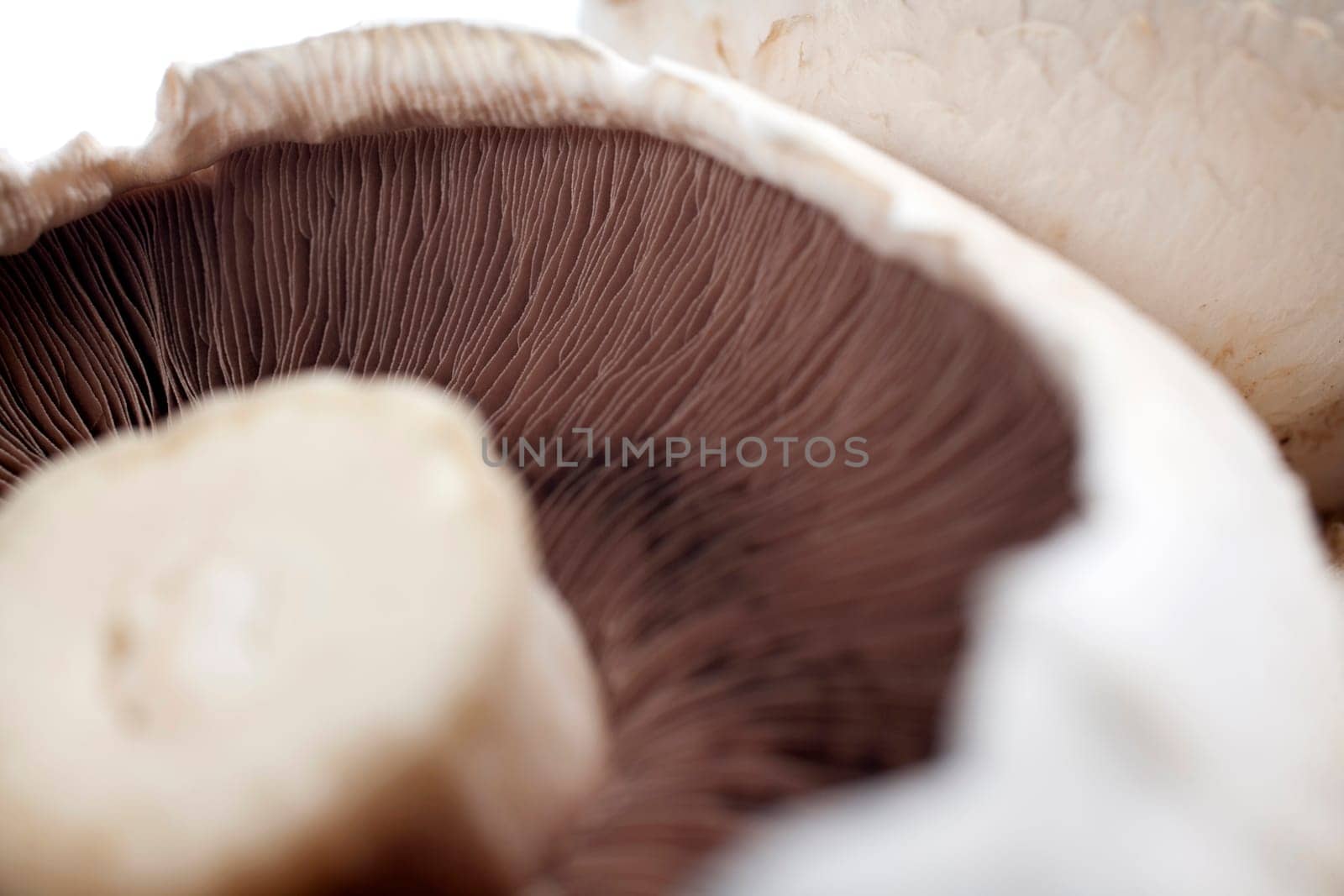 Freshly picked mushrooms
