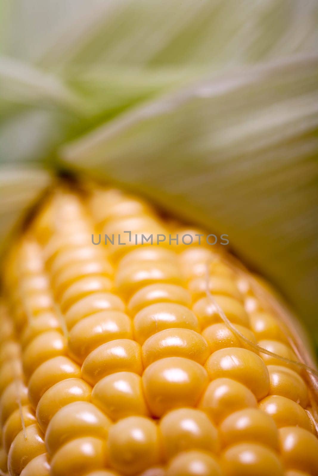 Fresh ripe corn on the cob