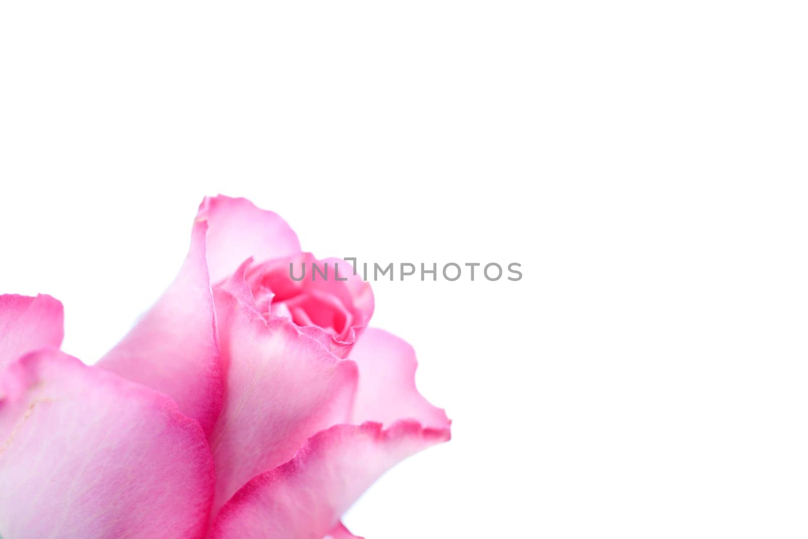 Beautiful rose on an isolated background