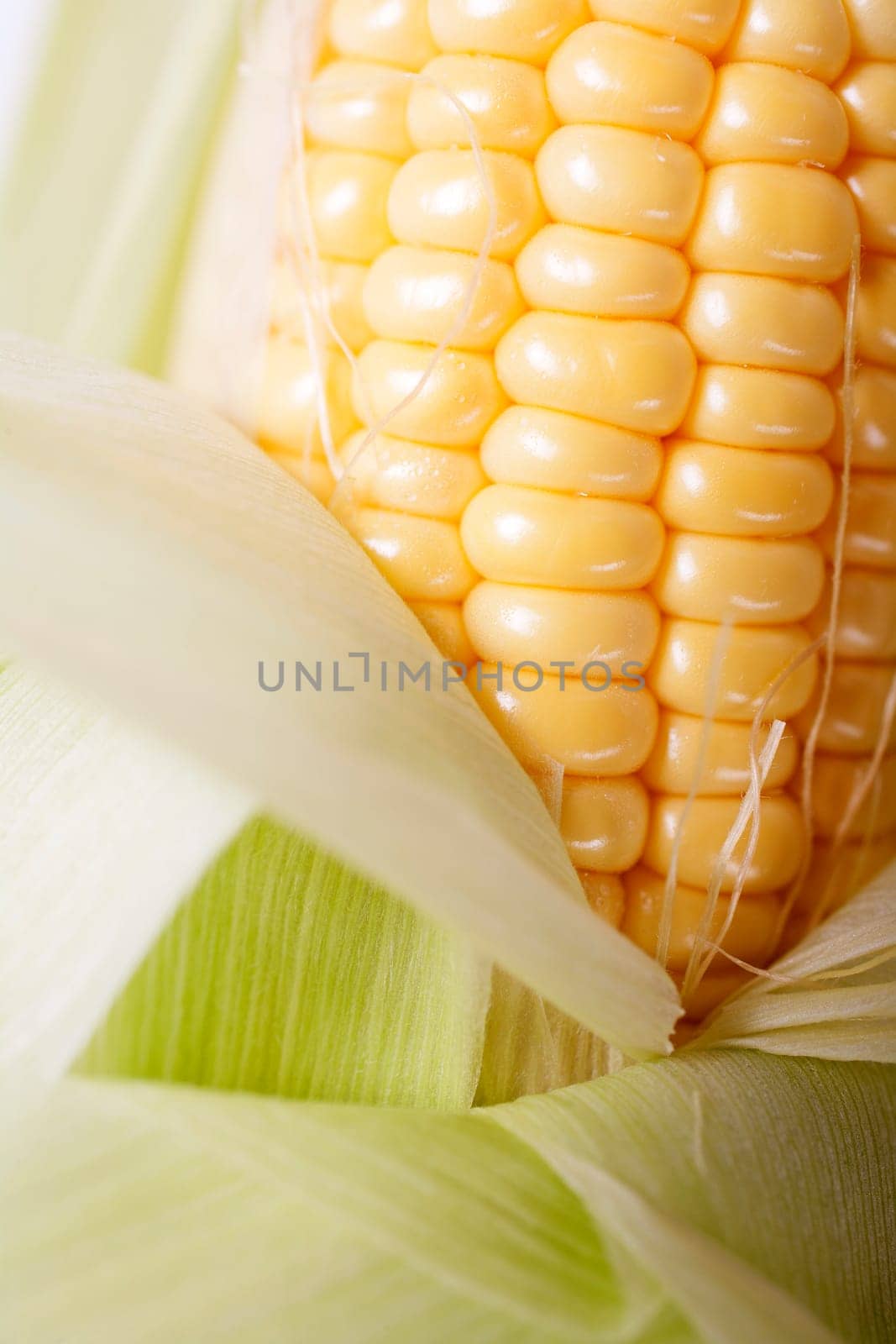 Fresh ripe corn on the cob
