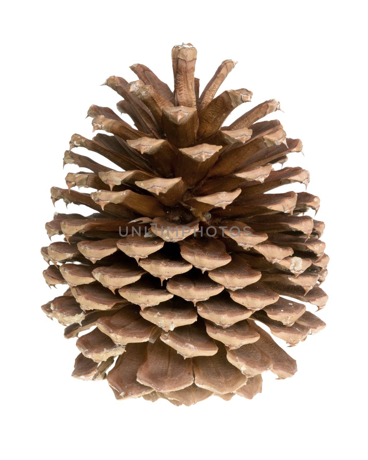 pine cone isolated