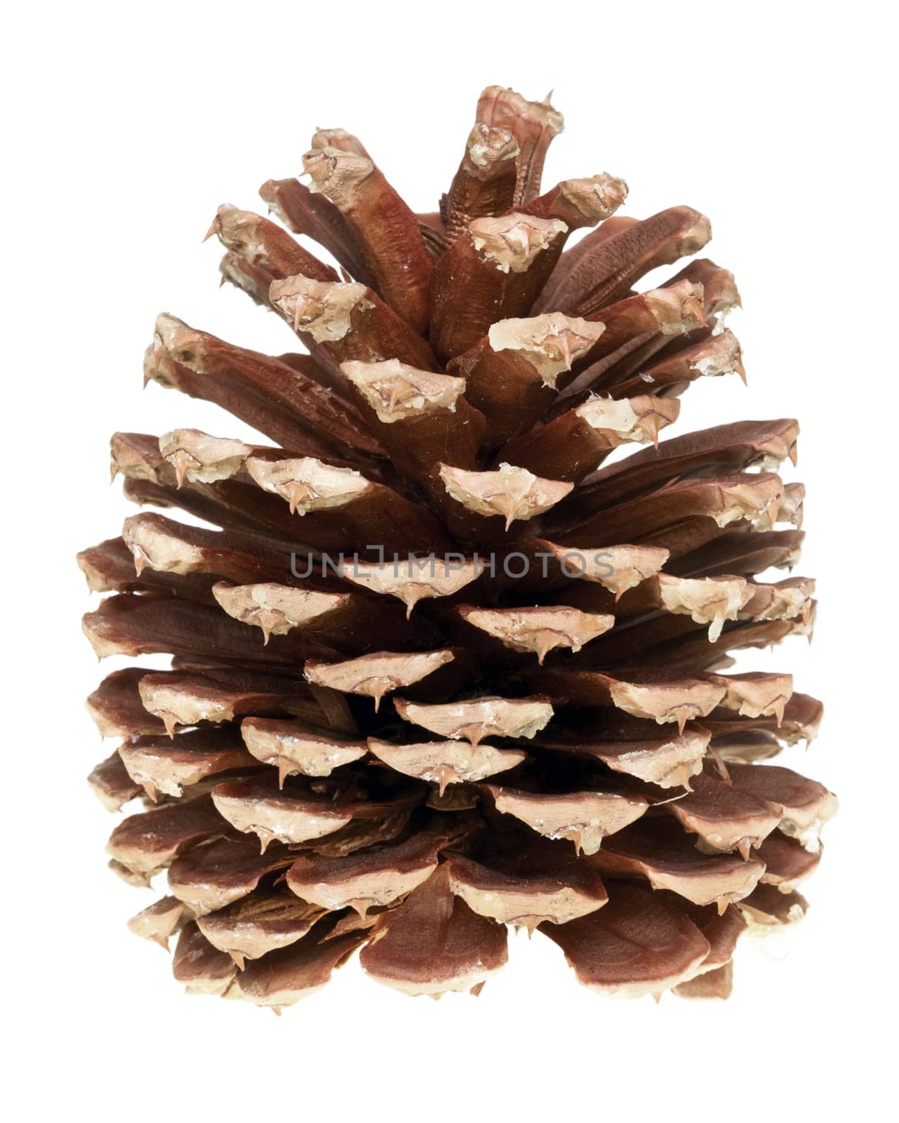 pine cone isolated