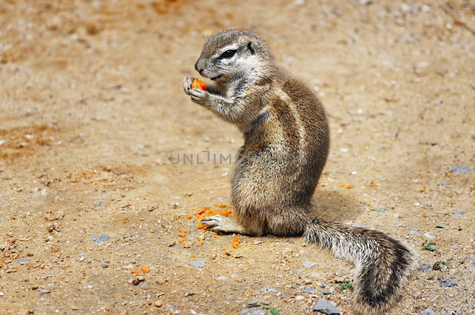 Little Ground Squirrel (Xerus inaurus) Eats Carrot
