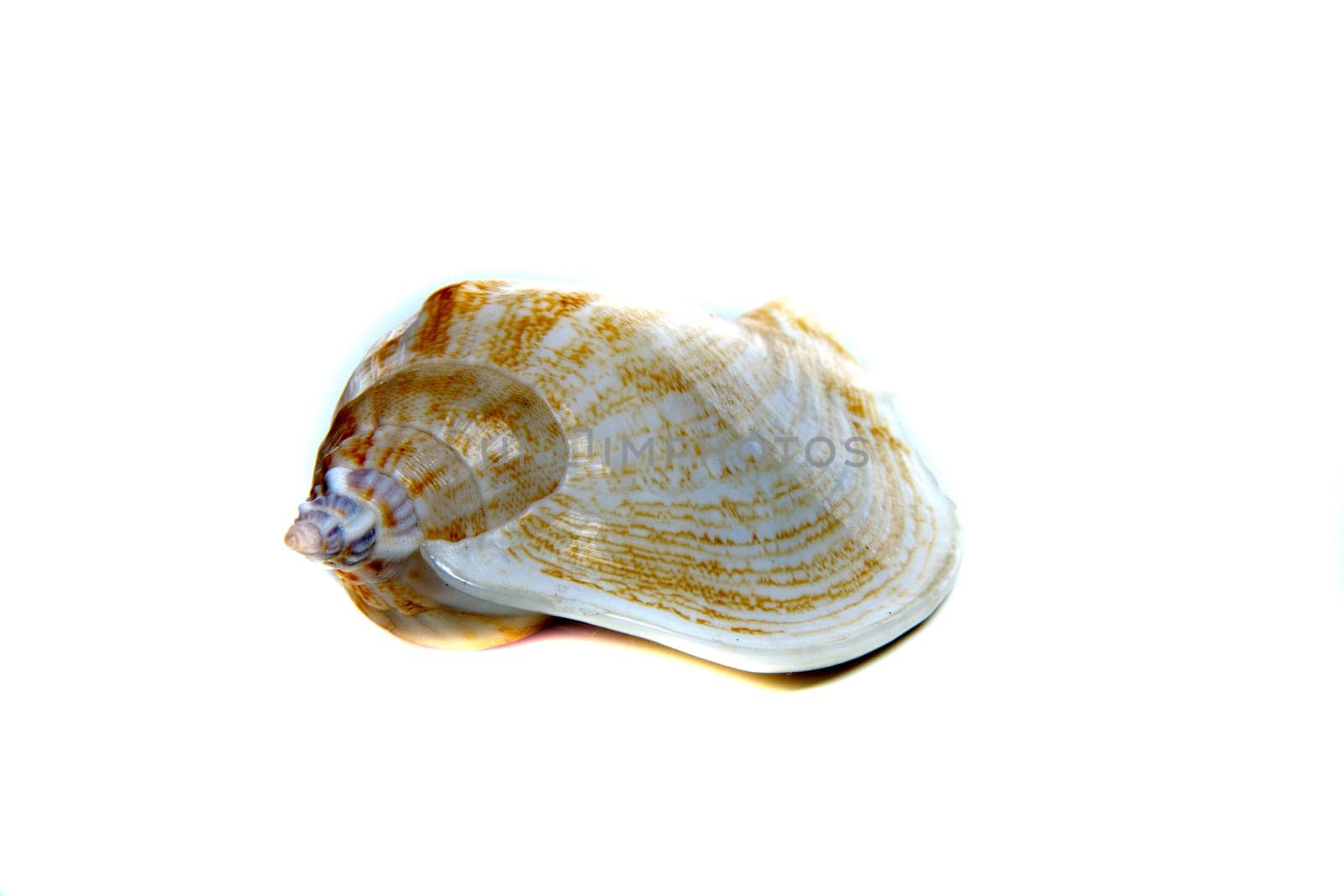 Marine sea shell in a studio setting against a white background