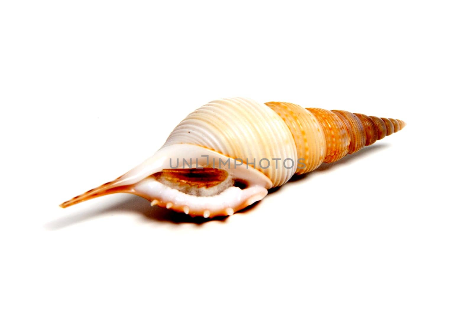 Marine sea shell in a studio setting against a white background