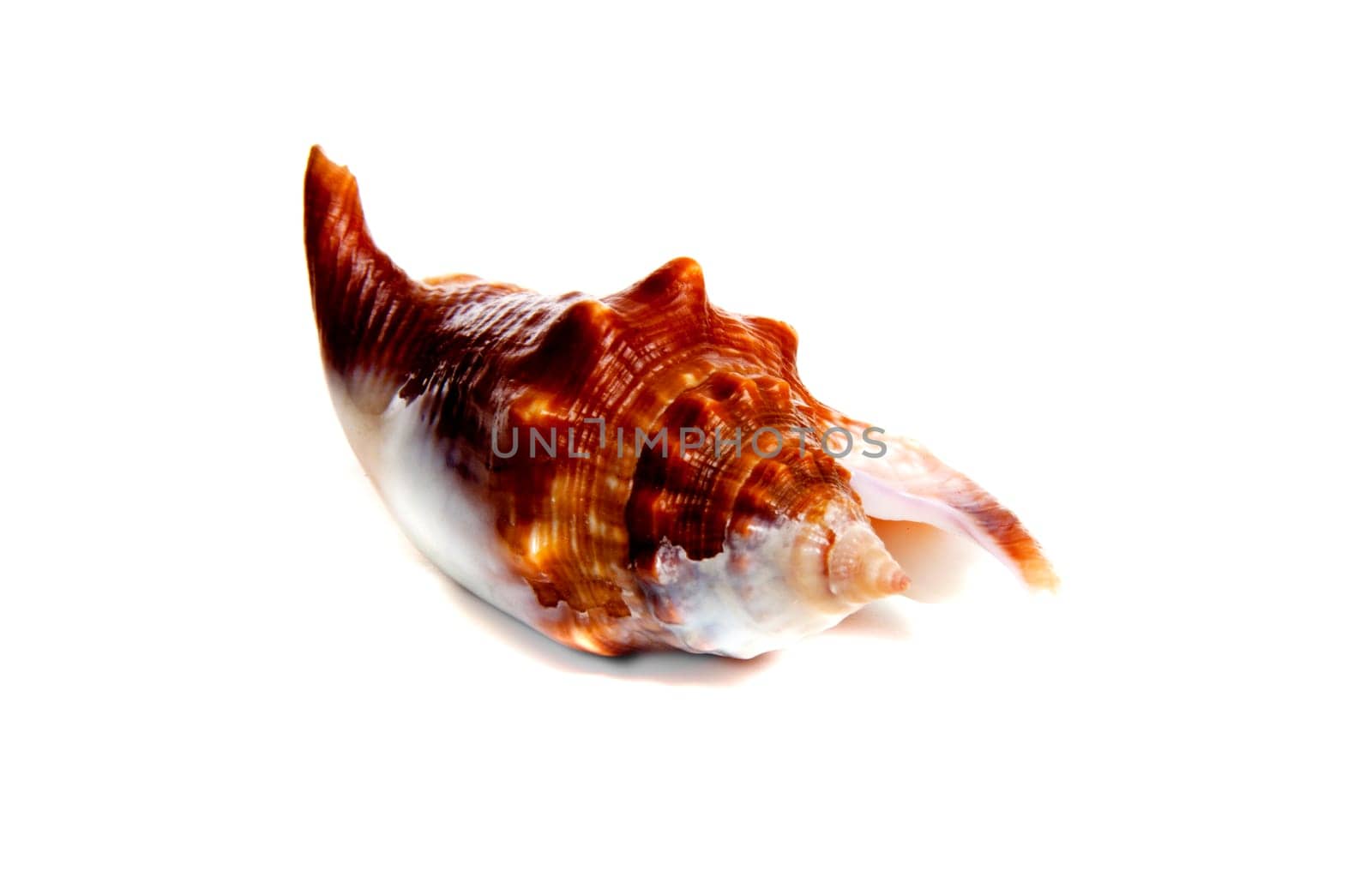 Marine sea shell in a studio setting against a white background