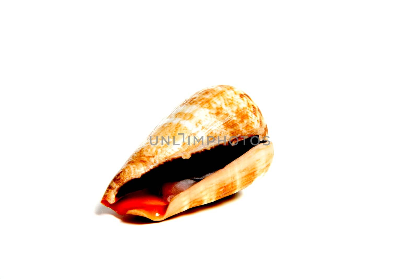 Marine sea shell in a studio setting against a white background