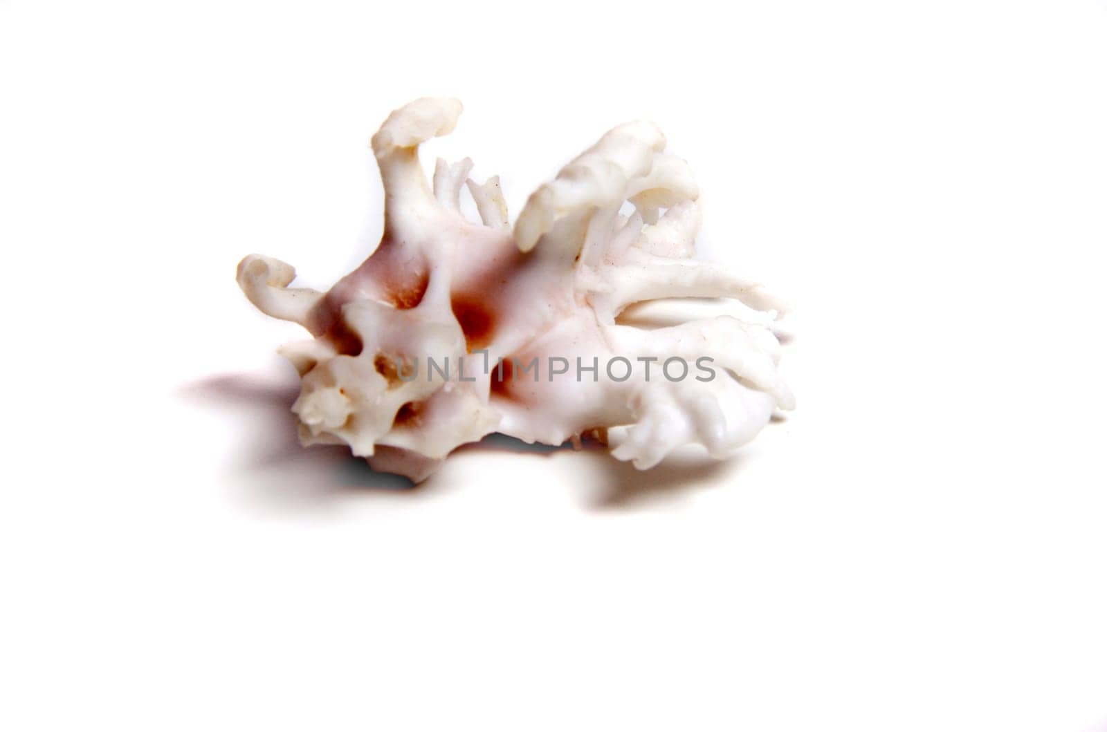Marine sea shell in a studio setting against a white background