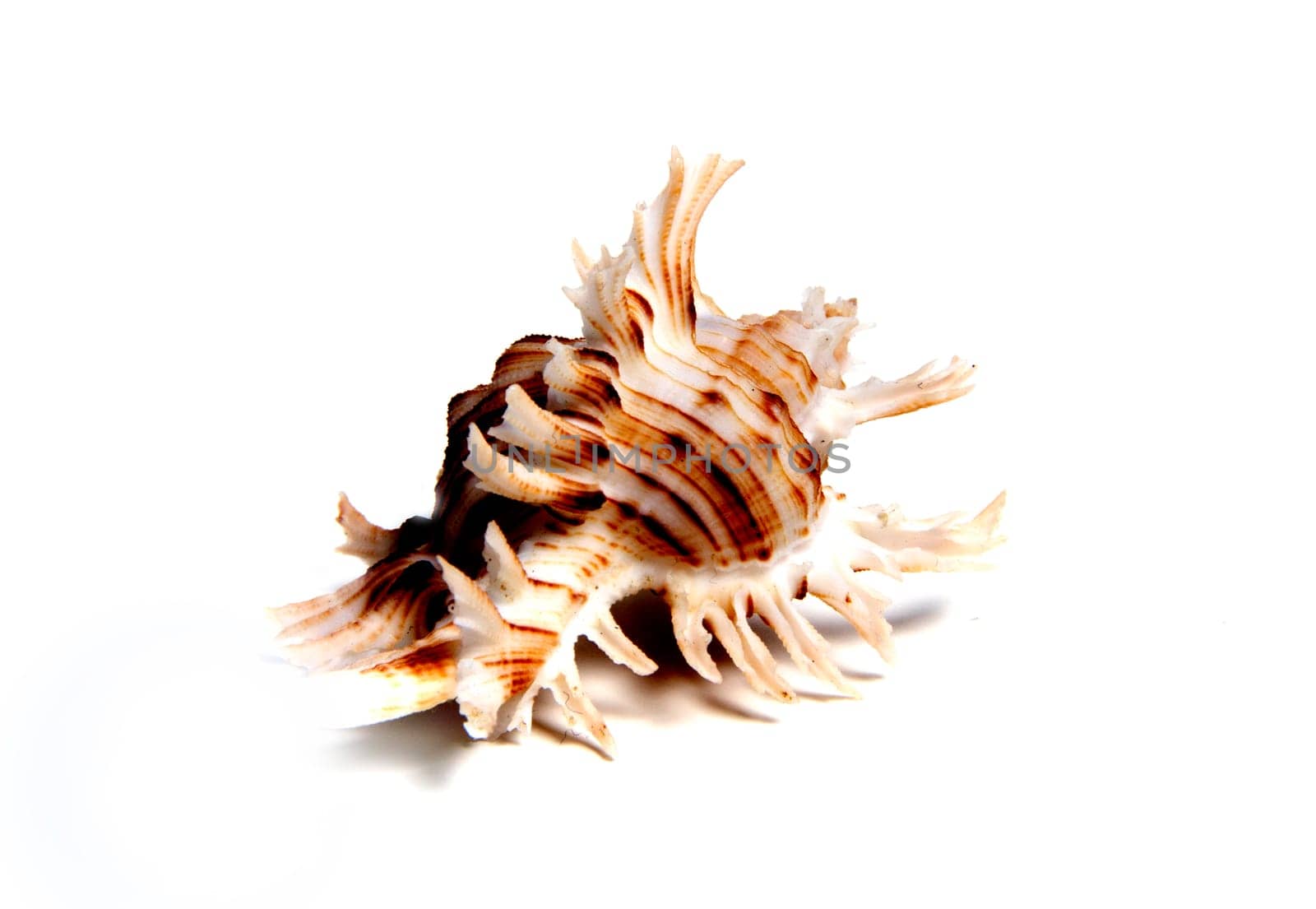 Marine sea shell in a studio setting against a white background
