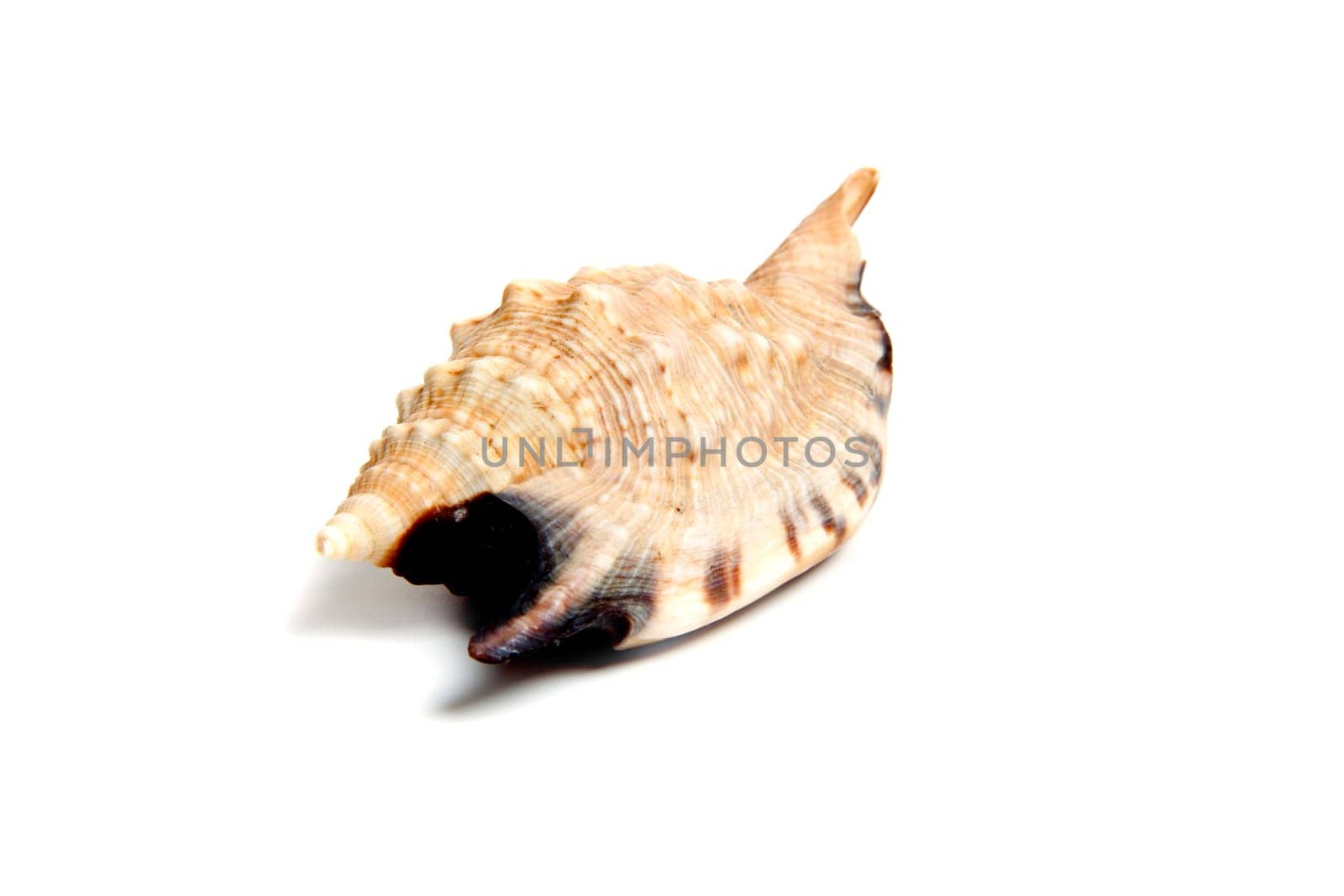 Marine sea shell in a studio setting against a white background