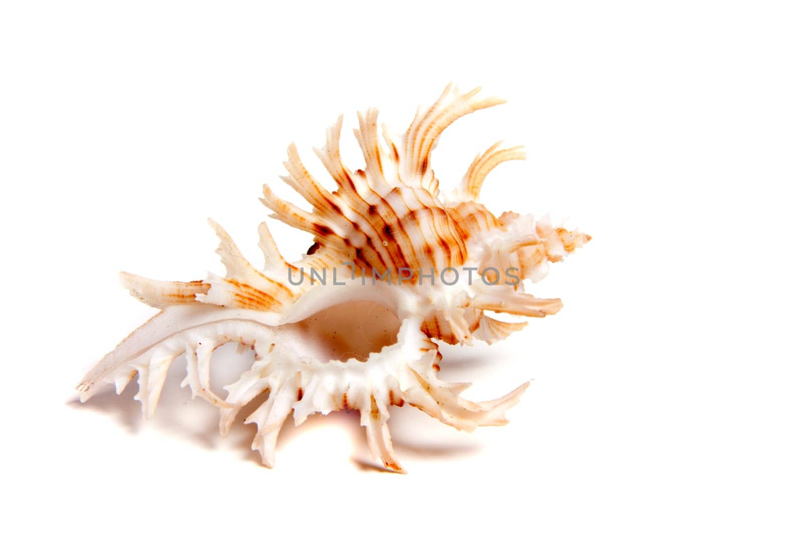 Marine sea shell in a studio setting against a white background