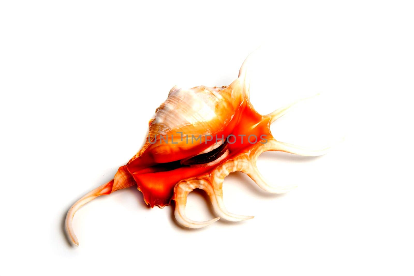 chicoreus snissodosus