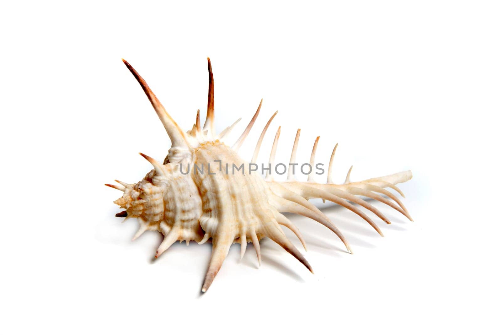 Marine sea shell in a studio setting against a white background