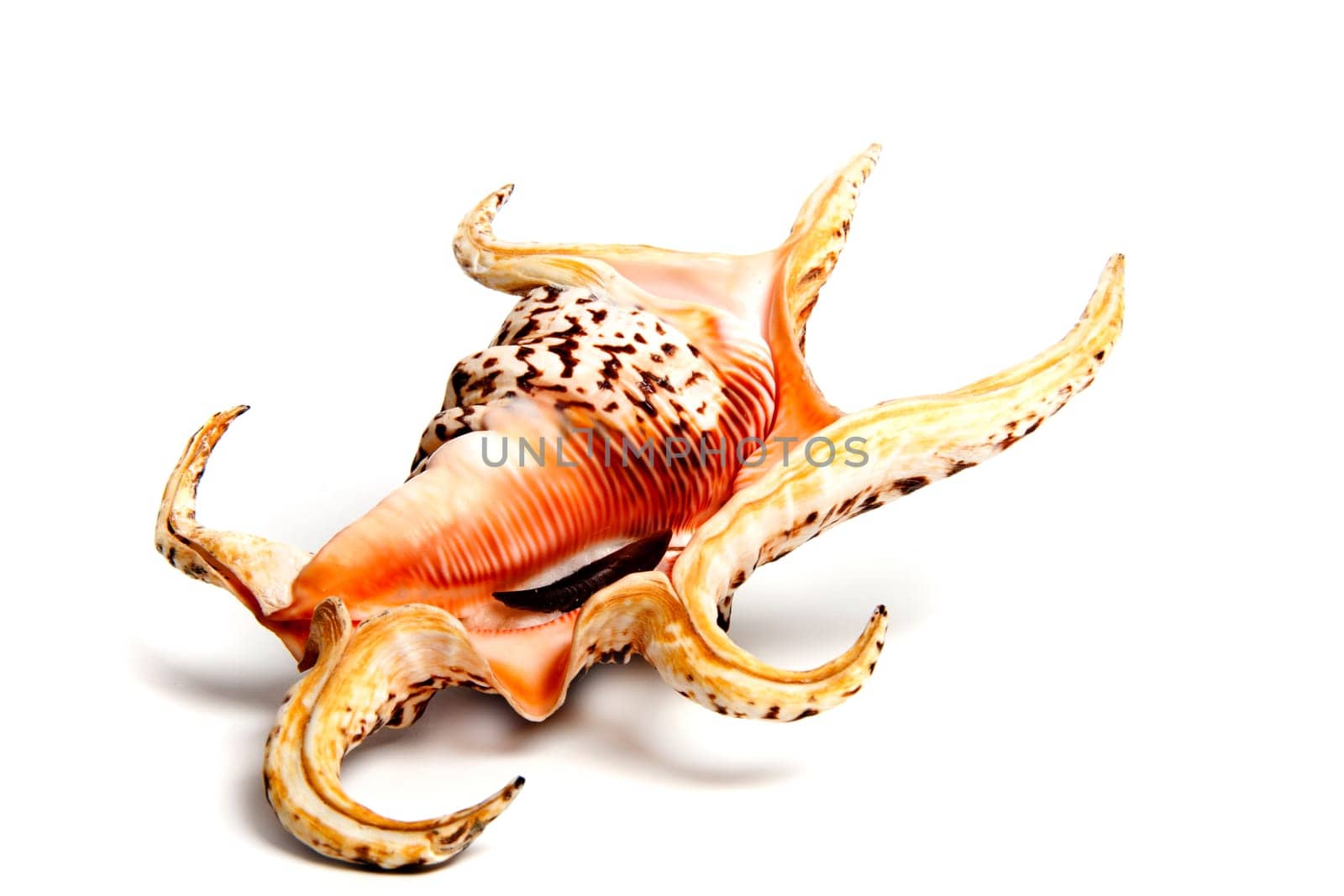Marine sea shell in a studio setting against a white background