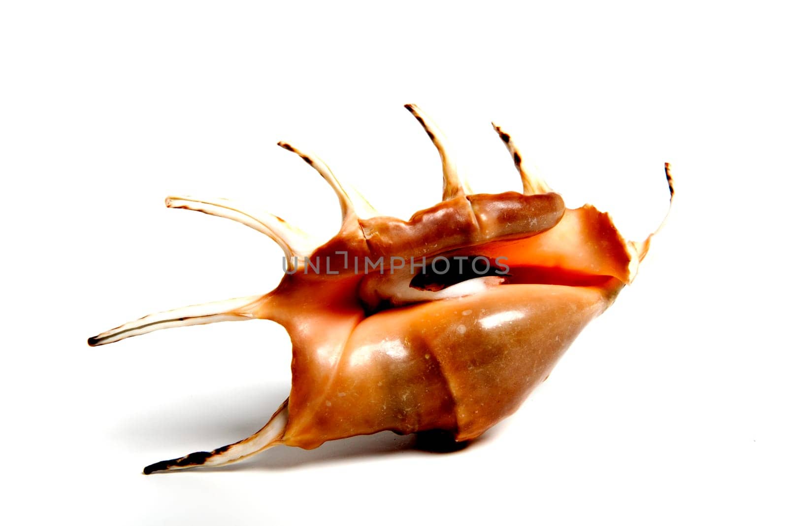 chicoreus snissodosus